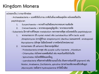 Free Powerpoint Templates
Page 29
Kingdom Monera
แบ่งออกเป็น 2 อาณาจักรย่อย
- Archaeabacteria = แบคทีเรียโบราณ อาศัยในสิ่งแวดล้อมสุดโต่ง ผนังเซลล์ไม่เป็น
peptidoglycan
1. Euryarchaeota = พวกสร้างแก๊สมีเทน/พวกชอบความเค็มจัด
2. Crenarchaeota = พวกชอบอุณหภูมิสูงจัด / พวกชอบกรดจัด
- Eubacteria มีการดารงชีวิตและ metabolism หลากหลายทีสุด ผนังเซลล์เป็น peptidoglycan
1. พวกแกรมบวก (สี crystal violet) เช่น Lactobacillus (สร้าง lactic acid)
,Streptomyces (ยาปฏิชีวนะ streptomycin) ,Bacillus (แอนแทรกซ์ : endospore)
Mycoplasma (เล็กสุด ไม่มีผนังเซลล์ บางชนิดก่อโรคปอดบวม)
2. พวกแกรมลบ (สี safranin) มีหลายกลุ่มได้แก่
- Proteobacteria มากสุด เช่น purple sulfur bacteria ,rhizobium
- Chlamydias ก่อโรคทางเพศสัมพันธ์ เช่น หนองในหรือโกโนเรีย
- Spirochetes ก่อโรคซิฟิลิสและฉี่หนู
- cyanobacteria หรือสาหร่ายสีเขียวแกมน้าเงิน สังเคราะห์แสงได้ (pigment) เช่น
Nostoc ,Anabaena ,Oscillatoria ,spirulina (สาหร่ายเกลียวทองมีโปรตีนสูง)
,Mycrocystic (หลั่งสาร hydroxylamine ทาให้น้าเสีย)
 