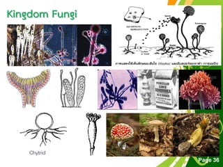 Free Powerpoint Templates
Page 36
Kingdom Fungi
 