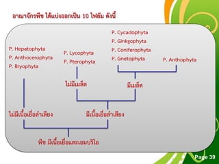 Free Powerpoint Templates
Page 39
อาณาจักรพืช ได้แบ่งออกเป็น 10 ไฟลัม ดังนี้
พืช มีเนื้อเยื่อและเอมบริโอ
ไม่มีเนื้อเยื่อลาเลียง มีเนื้อเยื่อลาเลียง
P. Hepatophyta
P. Anthocerophyta
P. Bryophyta
P. Lycophyta
P. Pterophyta
ไม่มีเมล็ด มีเมล็ด
P. Cycadophyta
P. Ginkgophyta
P. Coniferophyta
P. Gnetophyta P. Anthophyta
 