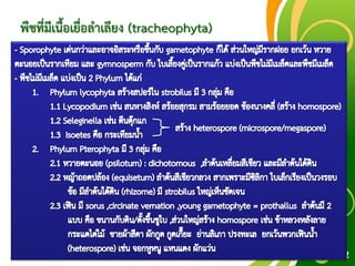 Free Powerpoint Templates
Page 42
พืชที่มีเนื้อเยื่อลาเลียง (tracheophyta)
 