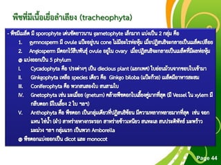 Free Powerpoint Templates
Page 44
พืชที่มีเนื้อเยื่อลาเลียง (tracheophyta)
 