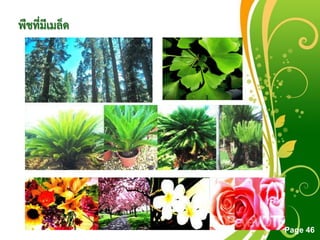 Free Powerpoint Templates
Page 46
พืชที่มีเมล็ด
 