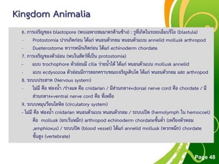 Free Powerpoint Templates
Page 48
Kingdom Animalia
6. การเจริญของ blastopore (พบเฉพาะสมมาตรด้านข้าง) : รูที่เกิดในระยะเอ็มบริโอ (blastula)
- Protostomia ปากเกิดก่อน ได้แก่ หนอนตัวกลม หนอนตัวแบน annelid mollusk arthropod
- Dueterostome ทวารหนักเกิดก่อน ได้แก่ echinoderm chordate
7. การเจริญของตัวอ่อน (พบในสัตว์ที่เป็น protostomia)
- แบบ trochophore ตัวอ่อนมี cilia ว่ายน้าได้ ได้แก่ หนอนตัวแบน mollusk annelid
- แบบ ecdysozoa ตัวอ่อนมีการลอกคราบขณะเจริญเติบโต ได้แก่ หนอนตัวกลม และ arthropod
8. ระบบประสาท (Nervous system)
- ไม่มี คือ ฟองน้า /ร่างแห คือ cnidarian / มีส่วนกลาง+dorsal nerve cord คือ chordate / มี
ส่วนกลาง+ventral nerve cord คือ ที่เหลือ
9. ระบบหมุนวียนโลหิล (circulatory system)
- ไม่มี คือ ฟองน้า cnidarian หนอนตัวแบน หนอนตัวกลม / ระบบเปิด (hemolymph ใน hemocoel)
คือ mollusk (ยกเว้นหมีก) arthropod echinoderm chordateชั้นต่า (เพรียงหัวหอม
,amphioxus) / ระบบปิด (blood vessel) ได้แก่ annelid mollusk (พวกหมึก) chordate
ชั้นสูง (vertebrate)
 