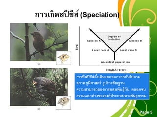 Free Powerpoint Templates
Page 5
การเกิดสปีชีส์ (Speciation)
การที่สปีชีส์ดั้งเดิมแยกออกจากกันไปตาม
สภาพภูมิศาสตร์ รูปร่างสัณฐาน
ความสามารถของการผสมพันธุ์กัน ตลอดจน
ความแตกต่างขององค์ประกอบทางพันธุกรรม
 