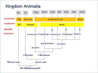 Free Powerpoint Templates
Page 50
Kingdom Animalia
มี germ layerไม่มี germ layer
สัตว์ มีเนื้อเยื่อและเอมบริโอ
2 ชั้น/radial 3 ชั้น/bilateral
acoelom
pseudocoelom eucoelom
blastopore
ปล้องลาตัว
ทางเดินอาหาร
ระบบประสาท
Proto(trocho) Proto(trocho) Proto(ecdy)Proto(ecdy) deutero
มีมีมี
ไม่มี ไม่สมบูรณ์ สมบูรณ์
ไม่มี Nerve net Ventral nerve cord Dorsal
Por Cni NemaPlaty Anna Mol Artho Echi Chord
 