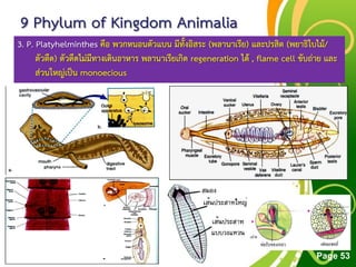 Free Powerpoint Templates
Page 53
9 Phylum of Kingdom Animalia
3. P. Platyhelminthes คือ พวกหนอนตัวแบน มีทั้งอิสระ (พลานาเรีย) และปรสิต (พยาธิใบไม้/
ตัวตืด) ตัวตืดไม่มีทางเดินอาหาร พลานาเรียเกิด regeneration ได้ , flame cell ขับถ่าย และ
ส่วนใหญ่เป็น monoecious
 