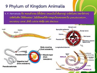 Free Powerpoint Templates
Page 54
9 Phylum of Kingdom Animalia
4. P. Nematoda คือ หนอนตัวกลม มีทั้งอิสระ (หนอนในน้าส้มสายชู) ปรสิตในคน (พยาธิต่างๆ)
ปรสิตในพืช (ไส้เดือยฝอย) ,ไม่มีเลือดแต่ใช้การหมุนเวียนของเหลวใน pseudocoelom ,
excretory canal ,มักมี cuticle ห่อหุ้ม และ diecious
 