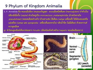 Free Powerpoint Templates
Page 55
9 Phylum of Kingdom Animalia
5. P. Annelida คือ หนอนมีปล้อง (หนอนเจริญสุด) ระบบเลือดปิดสีแดง (hemoglobin) ลาตัวเป็น
ปล้องมีเยื่อกั้น (septa) ส่วนใหญ่เป็น monoecious ,metanephridia ,ผิวหนังหายใจ
,pseudoheart (หลอดเลือดส่วนหัว) ตัวอย่างเช่น ไส้เดือน (setae เคลื่อนที่) ไส้เดือนทะเลหรือ
แม่เพรียง (setae และ parapodia : เคลื่อนที่และหายใจ) ปลิงน้าจืด (ไม่มีเดือย) ตัวสงกรานต์
ทากดูดเลือด
@ ตัวไหนดูดเลือดได้จะปล่อยสาร hirudin (เลือดไม่แข็งตัวคล้าย heparin ของเม็ดเลือดขาว)
 