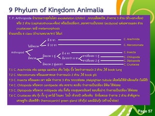 Free Powerpoint Templates
Page 57
9 Phylum of Kingdom Animalia
7. P. Arthropoda จานวนมากสุดในโลก exoskeleton (chitin) ,ระบบเลือดเปิด ,ร่างกาย 3 ส่วน (หัว+อก+ท้อง)
หรือ 2 ส่วน (cephalothorax+ท้อง) หรือเป็นปล้องๆ ,ลอกคราบเป็นระยะ (ecdyzoa) แต่เฉพาะแมลง ส่วน
crustacean จะมี metamorphosis
จาแนกเป็น 6 class (จานวนหนวด/ขา) ได้แก่
7.1 C. Arachnida เช่น แมงมุม แมงป่อง เห็บ ไรฝุ่น บึ้ง โดยร่างกายแบ่ง 2 ส่วน ,ใช้ book lung
7.2 C. Merostomata หรือแมงดาทะเล ร่างกายแบ่ง 2 ส่วน ,ใช้ book gill
7.3 C. Insecta หรือแมลง เหา หมัด ร่างกาย 3 ส่วน ระบบท่อลม ,Malpighian tubule เลือดไม่ใช้ลาเลียงแก๊ส (ไม่มีสี)
7.4 C. Chilopoda หรือพวก centipede เช่น ตะขาบ ตะเข็บ ร่างกายเป็นปล้อง มีพิษ ใช้ท่อลม
7.5 C. Diplopoda หรือพวก millipede เช่น กิ้งกือ กระสุนพระอินทร์ ชอบที่เน่าๆ ร่างกายเป็นปล้อง ใช้ท่อลม
7.6 C. Crustacea เช่น กุ้ง กั้ง ปู เหาไม้ ไรแดง ไรน้า ตัวกะปิ เพรียงหิน จักจั่นทะเล ร่างกาย 2 ส่วน สาคัญทาง
เศรษฐกิจ เลือดสีฟ้า (hemocyanin) green gland (หัวกุ้ง) และมีมันกุ้ง (สร้างน้าย่อย)
Arthropod
ไม่มีหนวด
มีหนวด
มีหนวด 2 คู่และขา
มีหนวด 1 คู่
มี 8 ขา
มี 10 ขา
มี 6 ขา
มีมากกว่า 6 ขา
ขาปล้องละ 1 คู่
ขาปล้องละ 2 คู่
C. Arachnida
C. Merostomata
C. Insecta
C. Chilopoda
C. Diplopoda
C. Crustacea
 