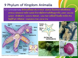 Free Powerpoint Templates
Page 59
9 Phylum of Kingdom Animalia
8. P. Echinodermata สัตว์ทะเลทั้งหมด เช่น ดาวทะเล เม่นทะเล อีแปะทะเล พลับพลึงทะเล
embryo (bilateral) พอโต (radial) ผิวบางหุ้มโครงร่างแข็งหินปูนภายใน ,water vascular
system (ลาเลียงสาร : isotonic ต่อทะเล) , tube feet (เคลื่อนที่ จับเหยื่อ หายใจ) ส่วน
ใหญ่ใช้ gill (ปลิงทะเล : respiratory tree ,nerve ring
 