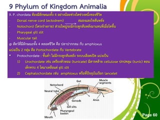 Free Powerpoint Templates
Page 60
9 Phylum of Kingdom Animalia
9. P. chordata ต้องมีลักษณะทั้ง 4 อย่างน้อยช่วงใดช่วงหนึ่งของชีวิต
- Dorsal nerve cord (ectodrem) สมองและไขสันหลัง
- Notochord (โครงร่างกาย) ส่วนใหญ่จะมีกระดูกสันหลังมาแทนที่เมื่อโตขึ้น
- Pharygeal gill slit
- Muscular tail
@ สัตว์ที่มีลักษณะทั้ง 4 ตลอดชีวิต คือ ปลาปากกลม กับ amphioxus
แบ่งเป็น 2 กลุ่ม คือ Portochordate กับ Vertebrate
• Protochordate : ชั้นต่า ไม่มีกระดูกสันหลัง ระบบเลือดเปิด แบ่งเป็น
1) Urochordate เช่น เพรียงหัวหอม (tunicate) มีสารคล้าย cellulose ปกปคลุม (tunic) ตอน
เด็กครบ 4 โตมาเหลือแต่ gill slit
2) Cephalochordate เช่น amphioxus หรือที่ปัจจุบันเรียก lancelet
 