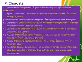 Free Powerpoint Templates
Page 62
P. Chordata
• Vertebrate (สัตว์มีกระดูกสันหลัง) : ชั้นสูง ระบบเลือดปิด hemoglobin อยู่ในเม็ดเลือดแดง
แบ่งเป็น 7 class
1. C. Agnatha (Cyclostomata) ปลาปากกลม (ไม่มีขากรรไกร) บางตัวเป็นปรสิต มีแต่ครีบเดี่ยว ไม่มีเกล็ด
เช่น hagfish ,lamprey
@ ปากมีขากรรไกร คือ ปลากระดูกอ่อนและปลากระดูกแข็ง มีทั้งครีบคู่และครีบเดี่ยว มีเกล็ด ส่วนใหญ่อิสระ
2. C. Chondricthyes ปลากระดูกอ่อน ไม่มี operculum เห็นเหงือกชัดเจน ปากอยู่ด้านท้อง ไม่มี air bladder
เช่น ปลาฉลาม ปลาฉนาก ปลากระเบน ปลากระต่าย
3. C. Osteichthyes คือ ปลากระดูกแข็ง มี operculum เห็นเงือกไม่ชัด ปากอยู่ข้างหน้า มี air bladder
(กระเพาะปลา) ได้แก่ ปลาทั่วไป
4. C. Amphibia สัตว์สะเทินน้า/บก ผิวเปียกชื้น ไม่มีเกล็ด มี metamorphosis เช่น กบ เขียด ปาด อึ่งอ่าง
คางคก จงโคร่ง จิ้งจกน้า (salamander) งูดิน หมาน้า
5. C. Reptilia สัตว์เลื้อยคลาน ผิวแห้ง มีเกล็ดหรือกระดอง เช่น เต่า งู จระเข้ จิ้งจก ตุ๊กแก ตุ๊ดตู่ กิ้งก่า
ตัวเงินตัวทอง ไดโนเสาร์
6. C. Aves สัตว์ปีก มี feather มี metabolism สูง (air sac สารองอากาศหายใจ) กระดูกโพรงตัวเบา ลดรูป
อวัยวะ (ไม่มีกระเพาะปัสสาวะ รังไข่ข้างเดียว) เช่น นก ไก่ เป็ด เพนกวิน บรรพบุรุษร่วม reptile
(archaeopteryx)
 