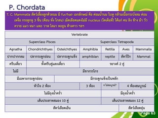 Free Powerpoint Templates
Page 63
P. Chordata
7. C. Mammalia สัตว์เลี้ยงลูกด้วยนม มี fur/hair เอกลักษณ์ คือ ต่อมน้านม ใบหู กล้ามเนื้อกระบังลม ต่อม
เหงื่อ กระดูกหู 3 ชิ้น (ค้อน ทั่ง โกลน) เม็ดเลือดแดงไม่มี nucleus (โตเต็มที่) ได้แก่ คน ลิง ช้าง ม้า วัว
ควาย แมว หมา แพะ วาฬ โลมา พะยูน ค้างคาว ฯลฯ
Vertebrate
Superclass Pisces Superclass Tetrapoda
Agnatha Chondrichthyes Osteichthyes Amphibia Retilia Aves Mammalia
ปากปากกลม ปลากระดูกอ่อน ปลากระดูกแข็ง amphibian reptile สัตว์ปีก Mammal
ครีบเดี่ยว ทั้งครีบคู่และเดี่ยว รยางค์ 2 คู่
ไม่มี มีขากรรไกร
มีเฉพาะกระดูกอ่อน มีกระดูกแข็งเป็นหลัก
หัวใจ 2 ห้อง 3 ห้อง 4 ไม่สมบูรณ์* 4 ห้องสมบูรณ์
ไม่มีถุงน้าคร่า มีถุงน้าคร่า
เส้นประสาทสมอง 10 คู่ เส้นประสาทสมอง 12 คู่
สัตว์เลือดเย็น สัตว์เลือดอุ่น
 