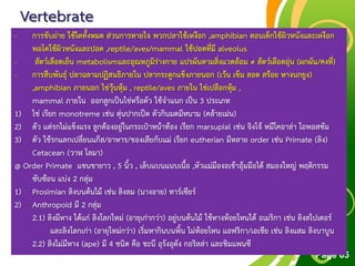 Free Powerpoint Templates
Page 65
Vertebrate
- การขับถ่าย ใช้ไตทั้งหมด ส่วนการหายใจ พวกปลาใช้เหงือก ,amphibian ตอนเด็กใช้ผิวหนังและเหงือก
พอโตใช้ผิวหนังและปอด ,reptile/aves/mammal ใช้ปอดที่มี alveolus
- สัตว์เลือดเย็น metabolismและอุณหภูมิร่างกาย แปรผันตามสิ่งแวดล้อม ≠ สัตว์เลือดอุ่น (ผกผัน/คงที่)
- การสืบพันธุ์ ปลาฉลามปฏิสนธิภายใน ปลากระดูกแข็งภายนอก (เว้น เข็ม สอด สร้อย หางนกยูง)
,amphibian ภายนอก ไข่วุ้นหุ้ม , reptile/aves ภายใน ไข่เปลือกหุ้ม ,
mammal ภายใน ออกลูกเป็นไข่หรือตัว ใช้จาแนก เป็น 3 ประเภท
1) ไข่ เรียก monotreme เช่น ตุ่นปากเป็ด ตัวกินมดมีหนาม (คล้ายเม่น)
2) ตัว แต่รกไม่แข็งแรง ลูกต้องอยู่ในกระเป๋าหน้าท้อง เรียก marsupial เช่น จิงโจ้ หมีโคอาล่า โอพอสซัม
3) ตัว ใช้รกแลกเปลี่ยนแก๊ส/อาหาร/ของเสียกับแม่ เรียก eutherian มีหลาย order เช่น Primate (ลิง)
Cetacean (วาฬ โลมา)
@ Order Primate แขนขายาว , 5 นิ้ว , เล็บแบนแนบเนื้อ ,หัวแม่มืองอเข้าอุ้มมือได้ สมองใหญ่ พฤติกรรม
ซับซ้อน แบ่ง 2 กลุ่ม
1) Prosimian ลิงบนต้นไม้ เช่น ลิงลม (นางอาย) ทาร์เซียร์
2) Anthropoid มี 2 กลุ่ม
2.1) ลิงมีหาง ได้แก่ ลิงโลกใหม่ (อายุเก่ากว่า) อยู่บนต้นไม้ ใช้หางห้อยโหนได้ อเมริกา เช่น ลิงสไปเดอร์
และลิงโลกเก่า (อายุใหม่กว่า) เริ่มหากินบนพิ้น ไม่ห้อยโหน แอฟริกา/เอเชีย เช่น ลิงแสม ลิงบาบูน
2.2) ลิงไม่มีหาง (ape) มี 4 ชนิด คือ ชะนี อุรังอุตัง กอริลล่า และชิมแพนซี
 