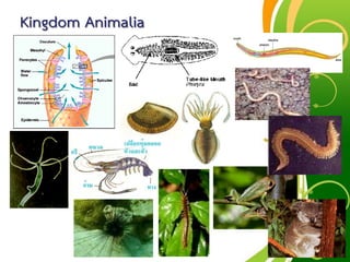Free Powerpoint Templates
Page 67
Kingdom Animalia
 