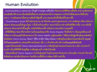 Free Powerpoint Templates
Page 69
Human Evolution
- Australopithecus afarensis (ป้าลูซี่ เก่าแก่สุด เอธิโอเปีย) ซึ่งสามารถใช้ชีวิตบนพื้นดิน สามารถเดินสองขา
และเดินสี่ขาได้ ต่างจากลิงชนิดอื่นที่ไม่สามารถเดินสองขาได้ สาเหตุของการปรับตัวให้เดินสองขาได้นั้นเป็น
เพราะ การเดินสองขานั้นสามารถยืดตัวให้สูงขึ้น สามารถมองเห็นพื้นที่ทุ่งได้ไกลมากขึ้น
- Paranthropus boisei มีน้าหนักประมาณ 68 กิโลกรัม และสวนสูงประมาณ 130 เซนติเมตร มีโอกาสในการ
เดินทาง ค้นพบและตั้งถิ่นฐานใหม่ ๆ ขึ้นทั่วทวีปแอฟริกา พละกาลังในการดารงชีวิตได้ไช้มากขึ้น ร่างกายจึงได้
แข็งแกร่ง มีขนาดลาตัวที่ใหญ่ขึ้น แต่ยังไม่ได้ฉลาดขึ้น ยังไม่สามารถจะเรียกว่ามนุษย์ได้
- สปีชี่ส์ที่พัฒนาต่อมาที่น่าจะมีความเป็นมนุษย์รุ่นแรกคือ Homo Ergaster ซึ่งเชื่อกันว่า เป็นมนุษย์ต้นแบบที่
วิวัฒนาการเป็นมนุษย์ไปอีกหลายสาย คือ Homo Habilis (อยู่ในแอฟริกา ใช้มือประดิษฐ์เครื่องมือและสัมพันธ์
เป็นสังคม) Homo Erectus (หินเก่า ใช้ไฟ ล่าสัตว์ พัฒนาสังคม) อาศัยอยู่ในเอเซียตะวันออกเฉียงใต้ (มนุษย์
ปักกิ่งและมนุษย์ชวา) และแอฟริกาตะวันออก เมื่อ 1.5 ล้านปีมาแล้ว มีความเป็นมนุษย์เต็มตัวแล้ว
- มนุษย์ นีแอนเดอธัส (Homo Neanderthalensis) อาศัยอยู่ในยุโรปและตะวันออกกลาง เมื่อ 100,000 ปี
มาแล้ว เป็นสปีชี่ส์ที่ตัวใหญ่ที่สุด อาศัยอยู่ตามถ้า ล่าสัตว์เป็นหลัก
- โฮโมแซเปียนส์ (Homo Sapiens) สายพันธุ์มนุษย์ ในยุโรปและตะวันออกกลาง มีอายุเมื่อ 250,000 ปีมาแล้ว
ยังชีพด้วยการล่าสัตว์เป็นอาหาร โดยใช้อาวุธที่ได้รับการพัฒนาให้ก้าวหน้าขึ้น
 