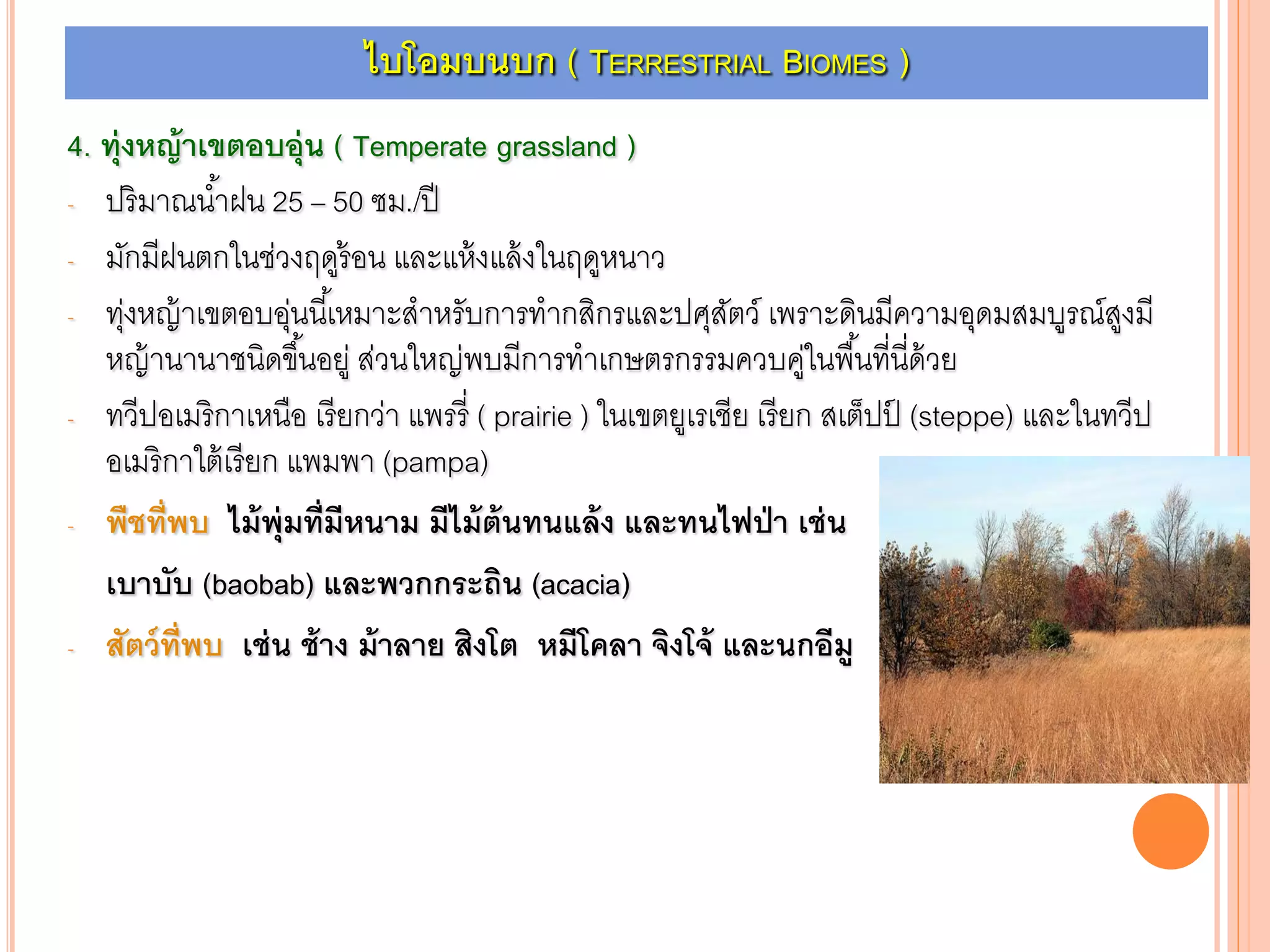 4. ทุ่งหญ้าเขตอบอุ่น ( Temperate grassland )
- ปริมาณน้าฝน 25 – 50 ซม./ปี
- มักมีฝนตกในช่วงฤดูร้อน และแห้งแล้งในฤดูหนาว
- ทุ่งหญ้าเขตอบอุ่นนี้เหมาะสาหรับการทากสิกรและปศุสัตว์ เพราะดินมีความอุดมสมบูรณ์สูงมี
หญ้านานาชนิดขึ้นอยู่ ส่วนใหญ่พบมีการทาเกษตรกรรมควบคู่ในพื้นที่นี่ด้วย
- ทวีปอเมริกาเหนือ เรียกว่า แพรรี่ ( prairie ) ในเขตยูเรเชีย เรียก สเต็ปป์ (steppe) และในทวีป
อเมริกาใต้เรียก แพมพา (pampa)
- พืชที่พบ ไม้พุ่มที่มีหนาม มีไม้ต้นทนแล้ง และทนไฟป่า เช่น
เบาบับ (baobab) และพวกกระถิน (acacia)
- สัตว์ที่พบ เช่น ช้าง ม้าลาย สิงโต หมีโคลา จิงโจ้ และนกอีมู
ไบโอมบนบก ( TERRESTRIAL BIOMES )
 