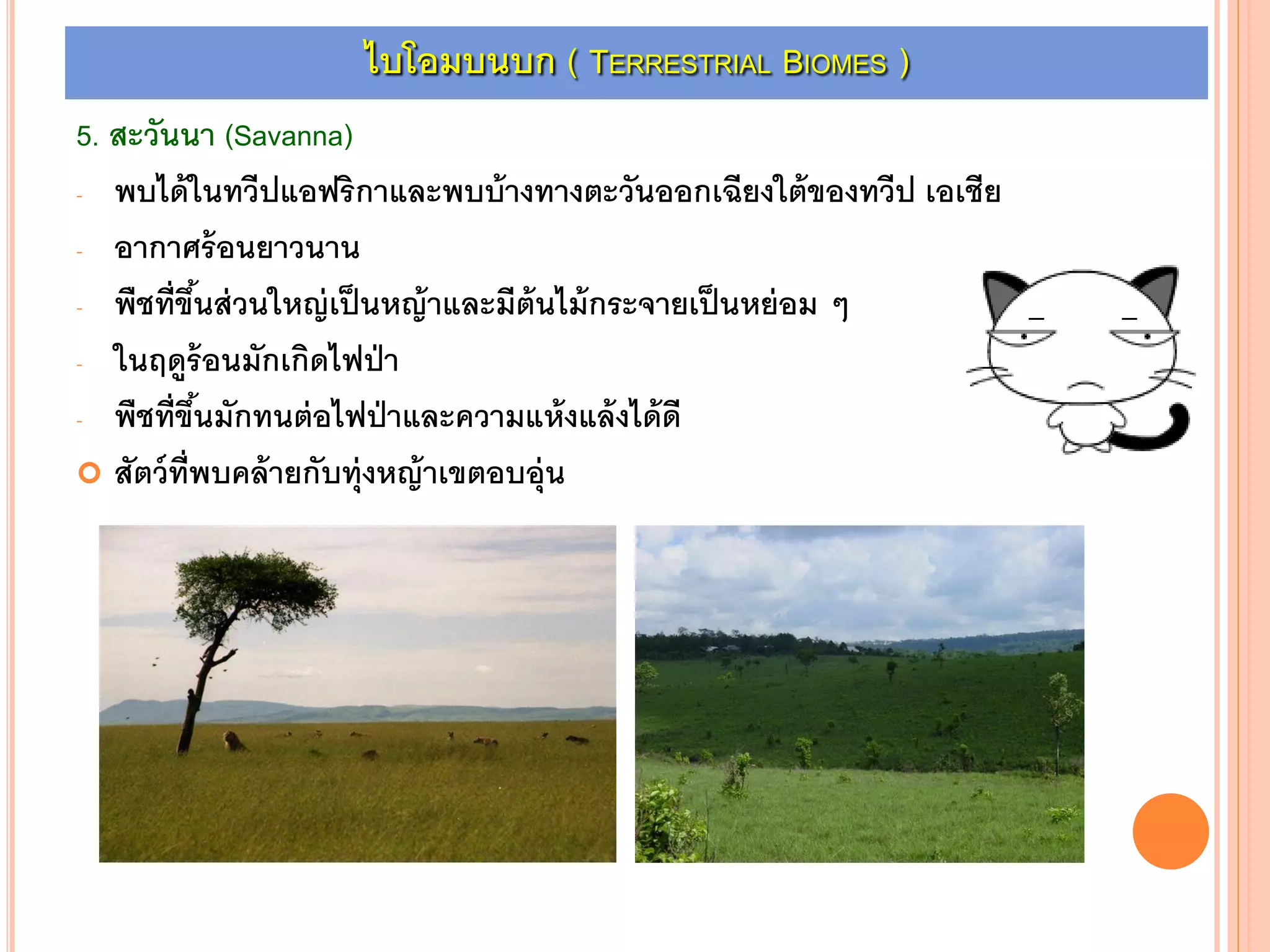 5. สะวันนา (Savanna)
- พบได้ในทวีปแอฟริกาและพบบ้างทางตะวันออกเฉียงใต้ของทวีป เอเชีย
- อากาศร้อนยาวนาน
- พืชที่ขึ้นส่วนใหญ่เป็นหญ้าและมีต้นไม้กระจายเป็นหย่อม ๆ
- ในฤดูร้อนมักเกิดไฟป่า
- พืชที่ขึ้นมักทนต่อไฟป่าและความแห้งแล้งได้ดี
 สัตว์ที่พบคล้ายกับทุ่งหญ้าเขตอบอุ่น
ไบโอมบนบก ( TERRESTRIAL BIOMES )
 