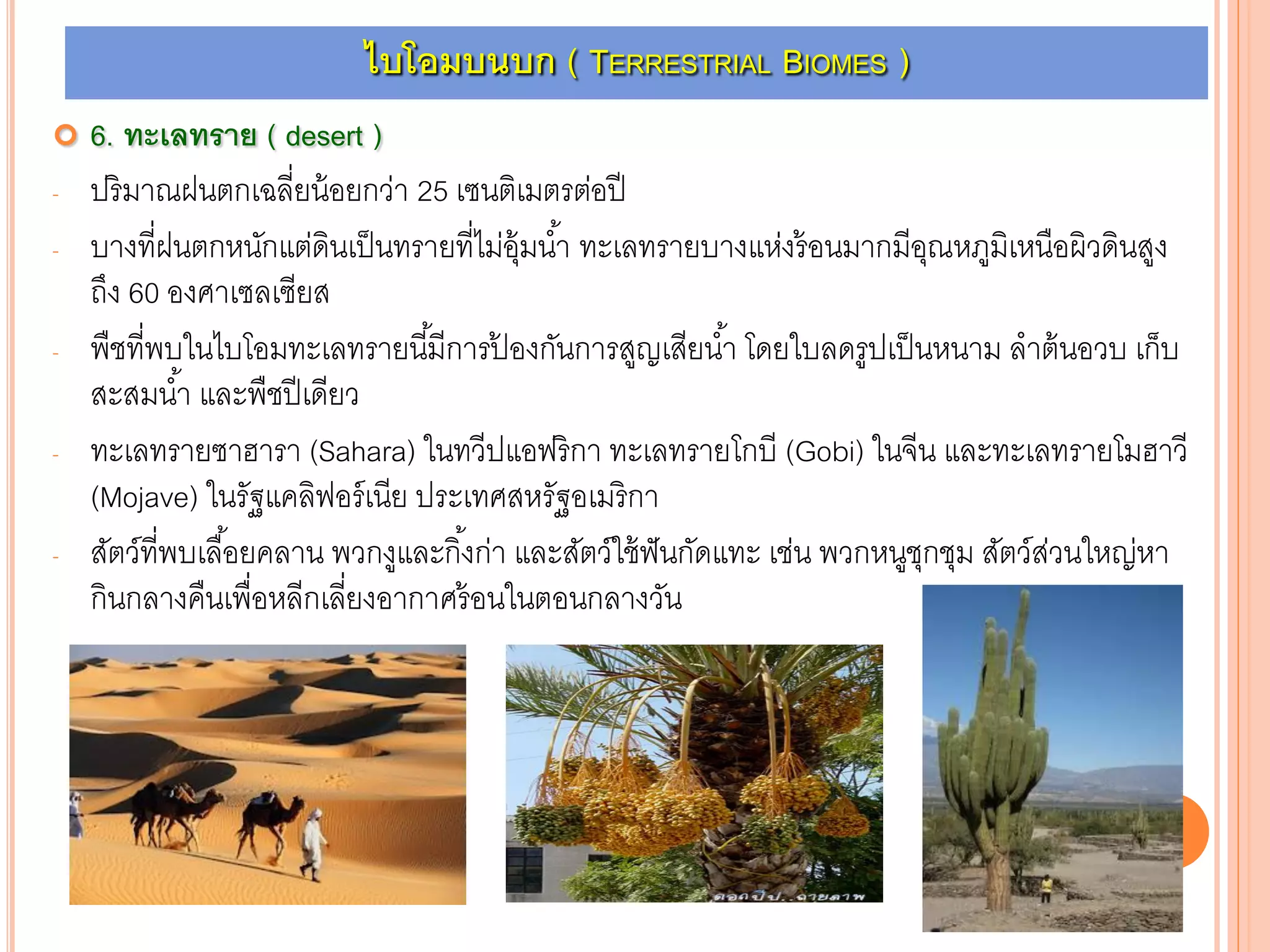  6. ทะเลทราย ( desert )
- ปริมาณฝนตกเฉลี่ยน้อยกว่า 25 เซนติเมตรต่อปี
- บางที่ฝนตกหนักแต่ดินเป็นทรายที่ไม่อุ้มน้า ทะเลทรายบางแห่งร้อนมากมีอุณหภูมิเหนือผิวดินสูง
ถึง 60 องศาเซลเซียส
- พืชที่พบในไบโอมทะเลทรายนี้มีการป้ องกันการสูญเสียน้า โดยใบลดรูปเป็นหนาม ลาต้นอวบ เก็บ
สะสมน้า และพืชปีเดียว
- ทะเลทรายซาฮารา (Sahara) ในทวีปแอฟริกา ทะเลทรายโกบี (Gobi) ในจีน และทะเลทรายโมฮาวี
(Mojave) ในรัฐแคลิฟอร์เนีย ประเทศสหรัฐอเมริกา
- สัตว์ที่พบเลื้อยคลาน พวกงูและกิ้งก่า และสัตว์ใช้ฟันกัดแทะ เช่น พวกหนูชุกชุม สัตว์ส่วนใหญ่หา
กินกลางคืนเพื่อหลีกเลี่ยงอากาศร้อนในตอนกลางวัน
ไบโอมบนบก ( TERRESTRIAL BIOMES )
 