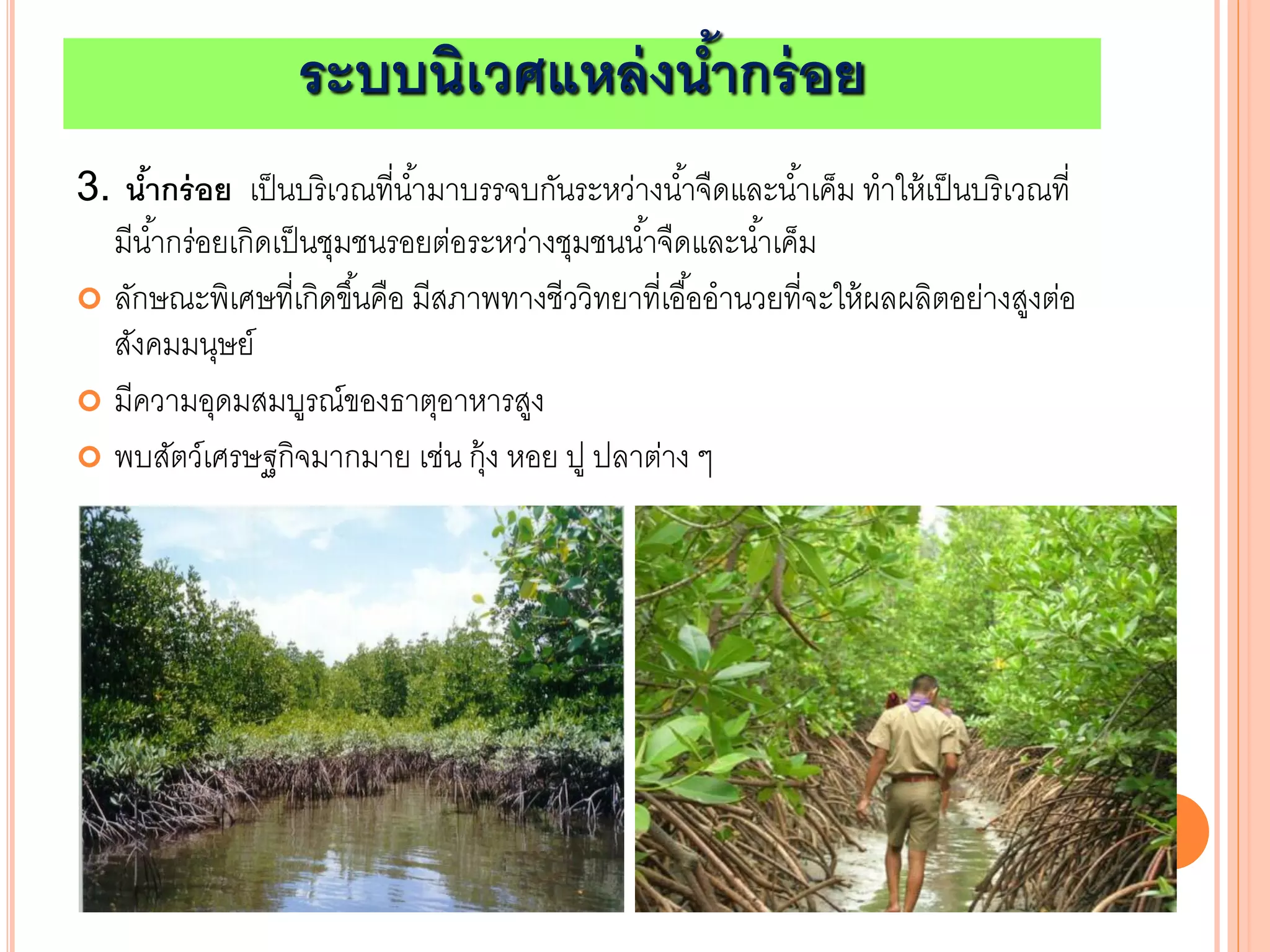 ระบบนิเวศแหล่งน้ากร่อย
3. น้ากร่อย เป็นบริเวณที่น้ามาบรรจบกันระหว่างน้าจืดและน้าเค็ม ทาให้เป็นบริเวณที่
มีน้ากร่อยเกิดเป็นชุมชนรอยต่อระหว่างชุมชนน้าจืดและน้าเค็ม
 ลักษณะพิเศษที่เกิดขึ้นคือ มีสภาพทางชีววิทยาที่เอื้ออานวยที่จะให้ผลผลิตอย่างสูงต่อ
สังคมมนุษย์
 มีความอุดมสมบูรณ์ของธาตุอาหารสูง
 พบสัตว์เศรษฐกิจมากมาย เช่น กุ้ง หอย ปู ปลาต่าง ๆ
 