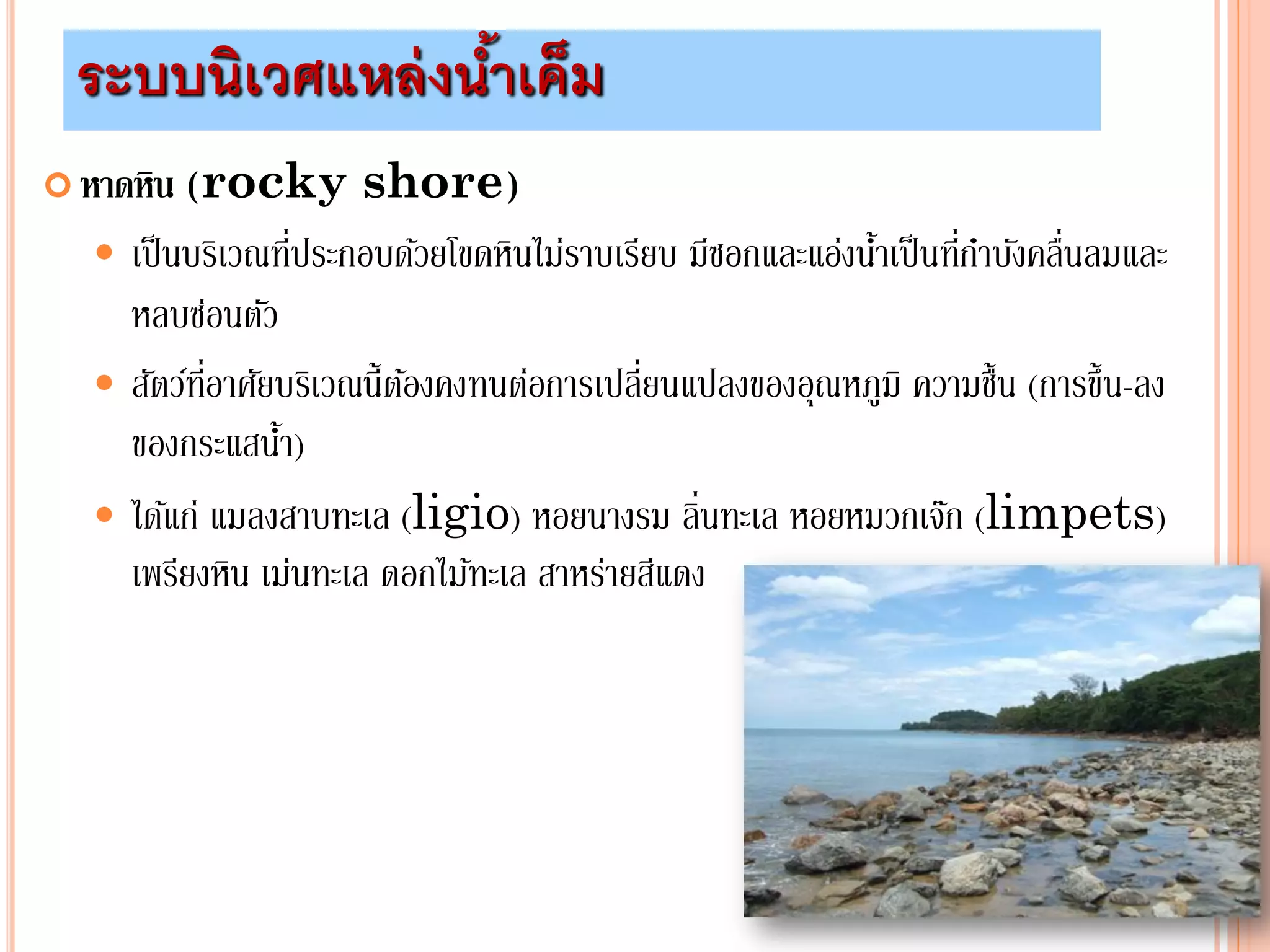 หาดหิน (rocky shore)
 เป็นบริเวณที่ประกอบด้วยโขดหินไม่ราบเรียบ มีซอกและแอ่งน้าเป็นที่กาบังคลื่นลมและ
หลบซ่อนตัว
 สัตว์ที่อาศัยบริเวณนี้ต้องคงทนต่อการเปลี่ยนแปลงของอุณหภูมิ ความชื้น (การขึ้น-ลง
ของกระแสน้า)
 ได้แก่ แมลงสาบทะเล (ligio) หอยนางรม ลิ่นทะเล หอยหมวกเจ๊ก (limpets)
เพรียงหิน เม่นทะเล ดอกไม้ทะเล สาหร่ายสีแดง
ระบบนิเวศแหล่งน้าเค็ม
 