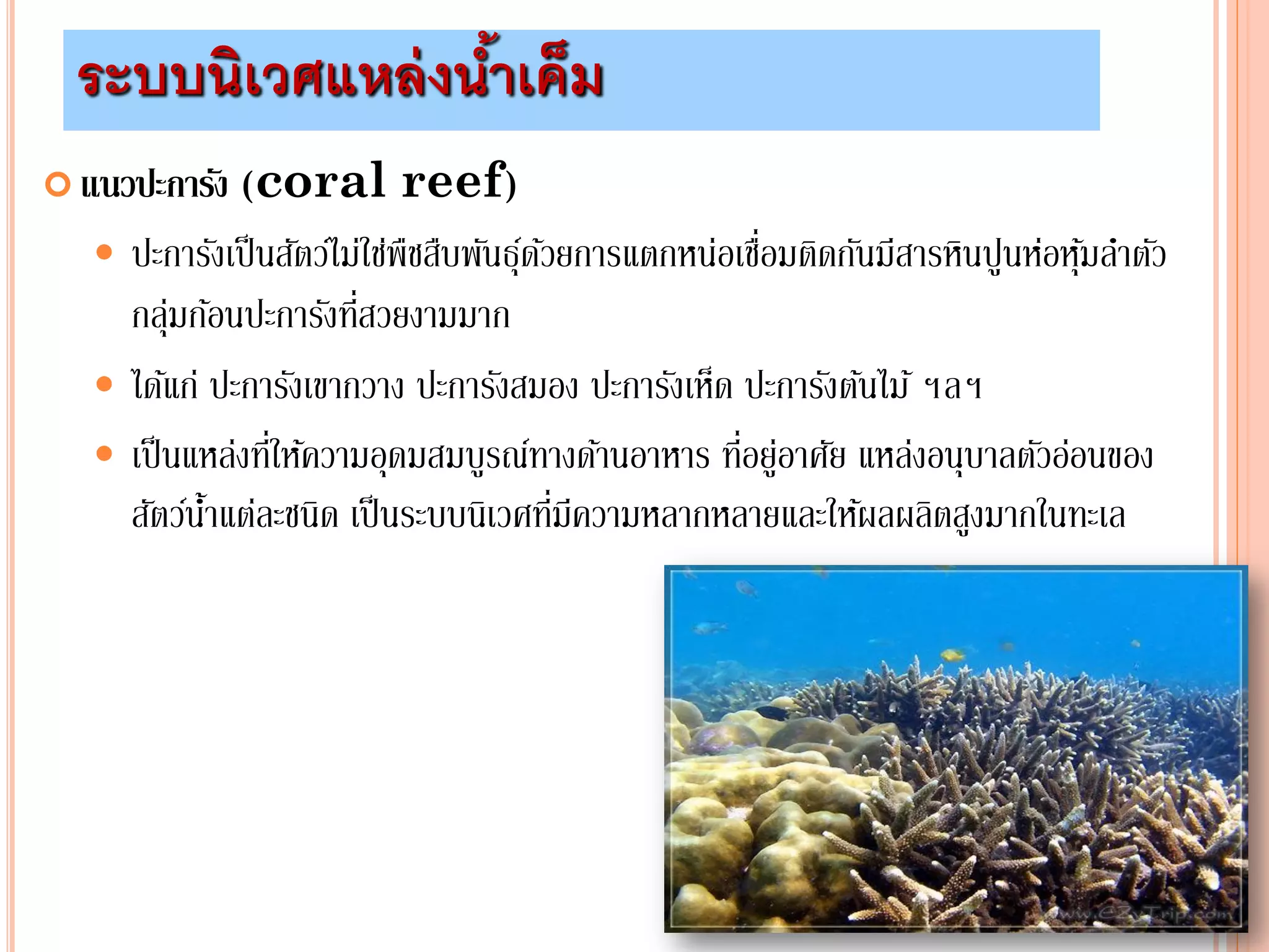  แนวปะการัง (coral reef)
 ปะการังเป็นสัตว์ไม่ใช่พืชสืบพันธุ์ด้วยการแตกหน่อเชื่อมติดกันมีสารหินปูนห่อหุ้มลาตัว
กลุ่มก้อนปะการังที่สวยงามมาก
 ได้แก่ ปะการังเขากวาง ปะการังสมอง ปะการังเห็ด ปะการังต้นไม้ ฯลฯ
 เป็นแหล่งที่ให้ความอุดมสมบูรณ์ทางด้านอาหาร ที่อยู่อาศัย แหล่งอนุบาลตัวอ่อนของ
สัตว์น้าแต่ละชนิด เป็นระบบนิเวศที่มีความหลากหลายและให้ผลผลิตสูงมากในทะเล
ระบบนิเวศแหล่งน้าเค็ม
 