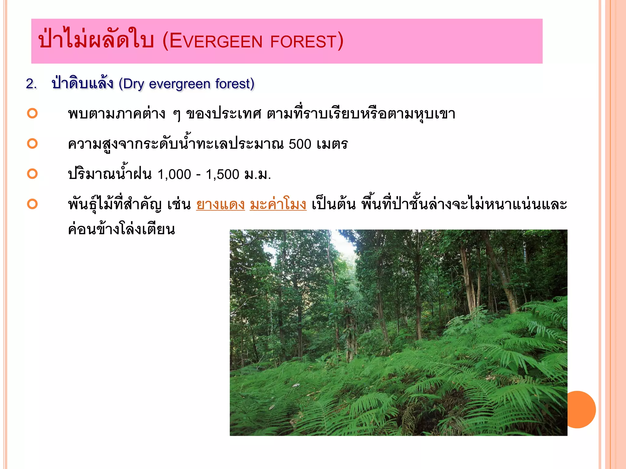 2. ป่าดิบแล้ง (Dry evergreen forest)
 พบตามภาคต่าง ๆ ของประเทศ ตามที่ราบเรียบหรือตามหุบเขา
 ความสูงจากระดับน้าทะเลประมาณ 500 เมตร
 ปริมาณน้าฝน 1,000 - 1,500 ม.ม.
 พันธุ์ไม้ที่สาคัญ เช่น ยางแดง มะค่าโมง เป็นต้น พื้นที่ป่าชั้นล่างจะไม่หนาแน่นและ
ค่อนข้างโล่งเตียน
ป่าไม่ผลัดใบ (EVERGEEN FOREST)
 