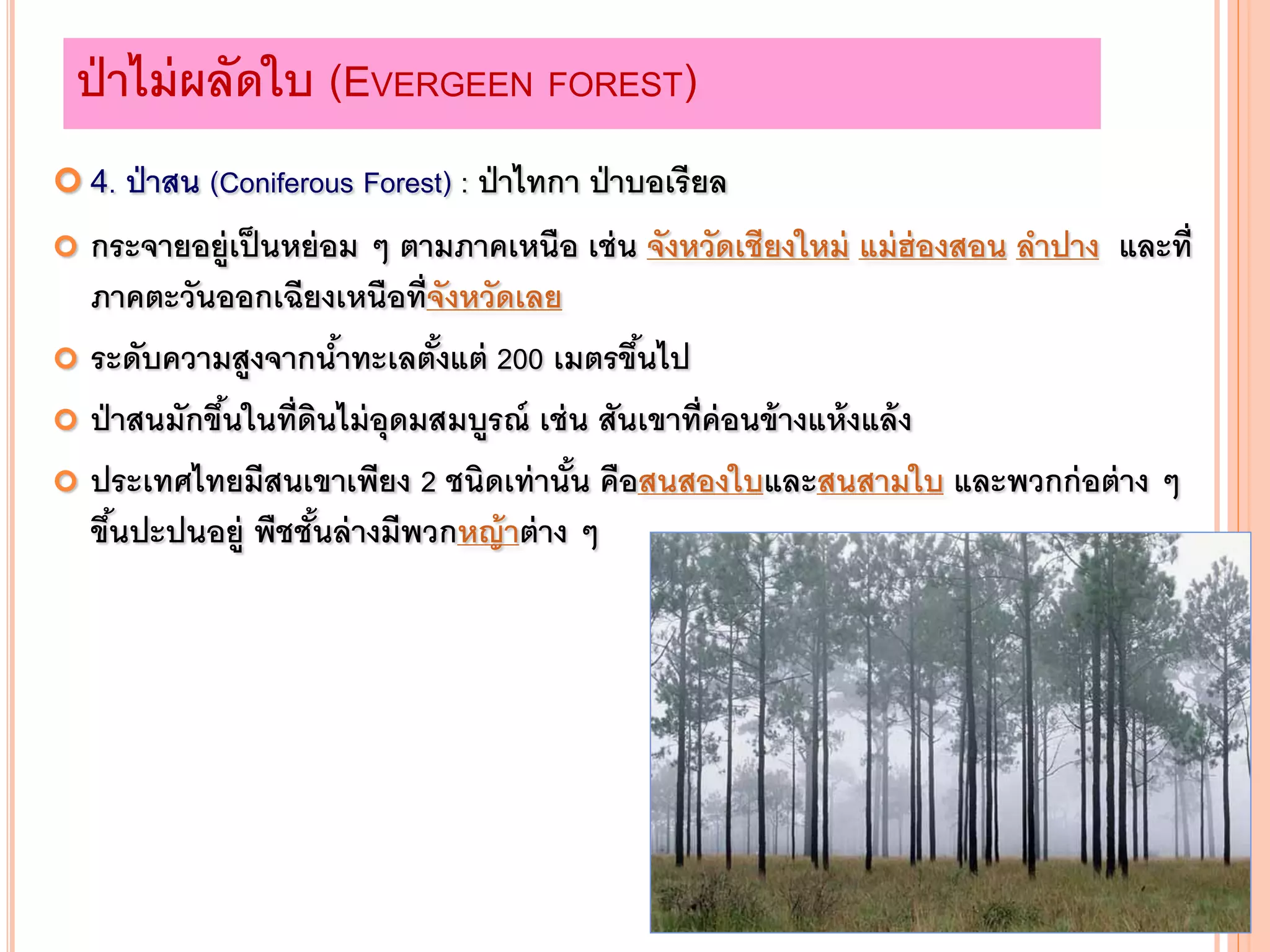  4. ป่าสน (Coniferous Forest) : ป่าไทกา ป่าบอเรียล
 กระจายอยู่เป็นหย่อม ๆ ตามภาคเหนือ เช่น จังหวัดเชียงใหม่ แม่ฮ่องสอน ลาปาง และที่
ภาคตะวันออกเฉียงเหนือที่จังหวัดเลย
 ระดับความสูงจากน้าทะเลตั้งแต่ 200 เมตรขึ้นไป
 ป่าสนมักขึ้นในที่ดินไม่อุดมสมบูรณ์ เช่น สันเขาที่ค่อนข้างแห้งแล้ง
 ประเทศไทยมีสนเขาเพียง 2 ชนิดเท่านั้น คือสนสองใบและสนสามใบ และพวกก่อต่าง ๆ
ขึ้นปะปนอยู่ พืชชั้นล่างมีพวกหญ้าต่าง ๆ
ป่าไม่ผลัดใบ (EVERGEEN FOREST)
 