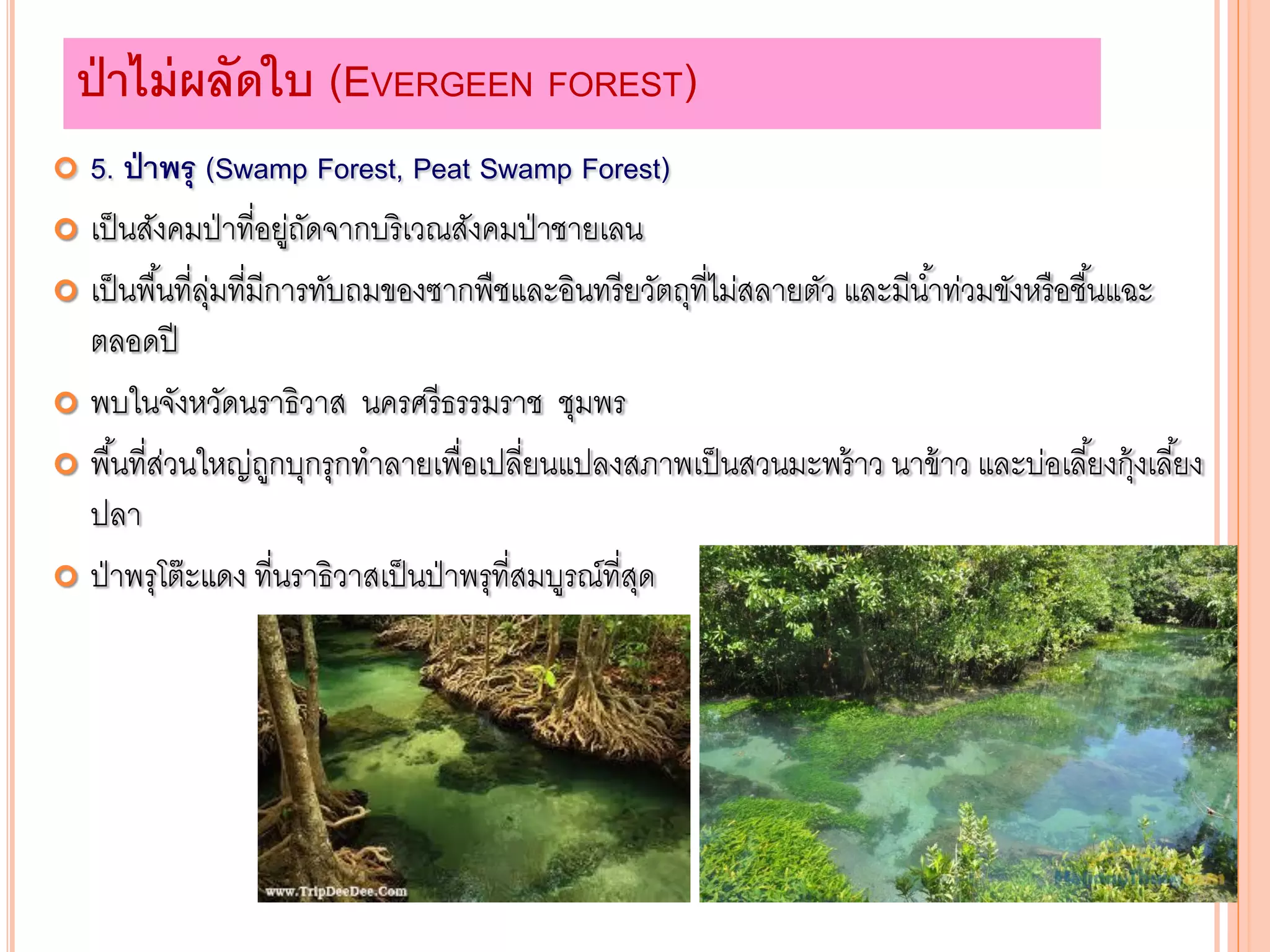  5. ป่าพรุ (Swamp Forest, Peat Swamp Forest)
 เป็นสังคมป่าที่อยู่ถัดจากบริเวณสังคมป่าชายเลน
 เป็นพื้นที่ลุ่มที่มีการทับถมของซากพืชและอินทรียวัตถุที่ไม่สลายตัว และมีน้าท่วมขังหรือชื้นแฉะ
ตลอดปี
 พบในจังหวัดนราธิวาส นครศรีธรรมราช ชุมพร
 พื้นที่ส่วนใหญ่ถูกบุกรุกทาลายเพื่อเปลี่ยนแปลงสภาพเป็นสวนมะพร้าว นาข้าว และบ่อเลี้ยงกุ้งเลี้ยง
ปลา
 ป่าพรุโต๊ะแดง ที่นราธิวาสเป็นป่าพรุที่สมบูรณ์ที่สุด
ป่าไม่ผลัดใบ (EVERGEEN FOREST)
 