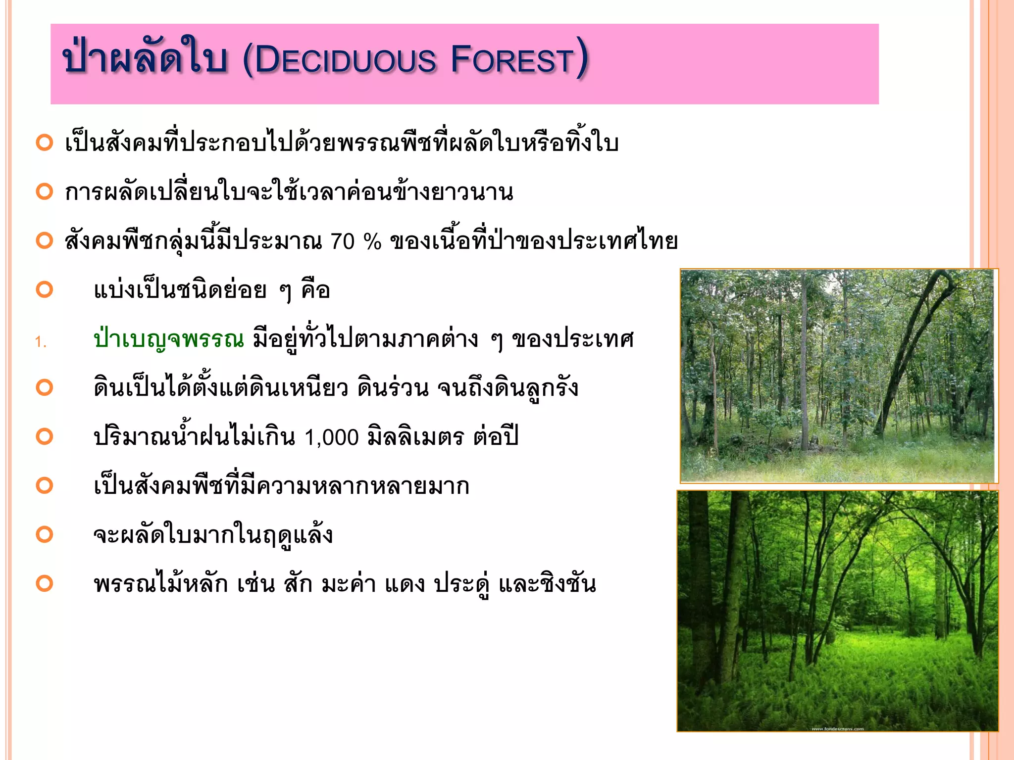 ป่าผลัดใบ (DECIDUOUS FOREST)
 เป็นสังคมที่ประกอบไปด้วยพรรณพืชที่ผลัดใบหรือทิ้งใบ
 การผลัดเปลี่ยนใบจะใช้เวลาค่อนข้างยาวนาน
 สังคมพืชกลุ่มนี้มีประมาณ 70 % ของเนื้อที่ป่าของประเทศไทย
 แบ่งเป็นชนิดย่อย ๆ คือ
1. ป่าเบญจพรรณ มีอยู่ทั่วไปตามภาคต่าง ๆ ของประเทศ
 ดินเป็นได้ตั้งแต่ดินเหนียว ดินร่วน จนถึงดินลูกรัง
 ปริมาณน้าฝนไม่เกิน 1,000 มิลลิเมตร ต่อปี
 เป็นสังคมพืชที่มีความหลากหลายมาก
 จะผลัดใบมากในฤดูแล้ง
 พรรณไม้หลัก เช่น สัก มะค่า แดง ประดู่ และชิงชัน
 