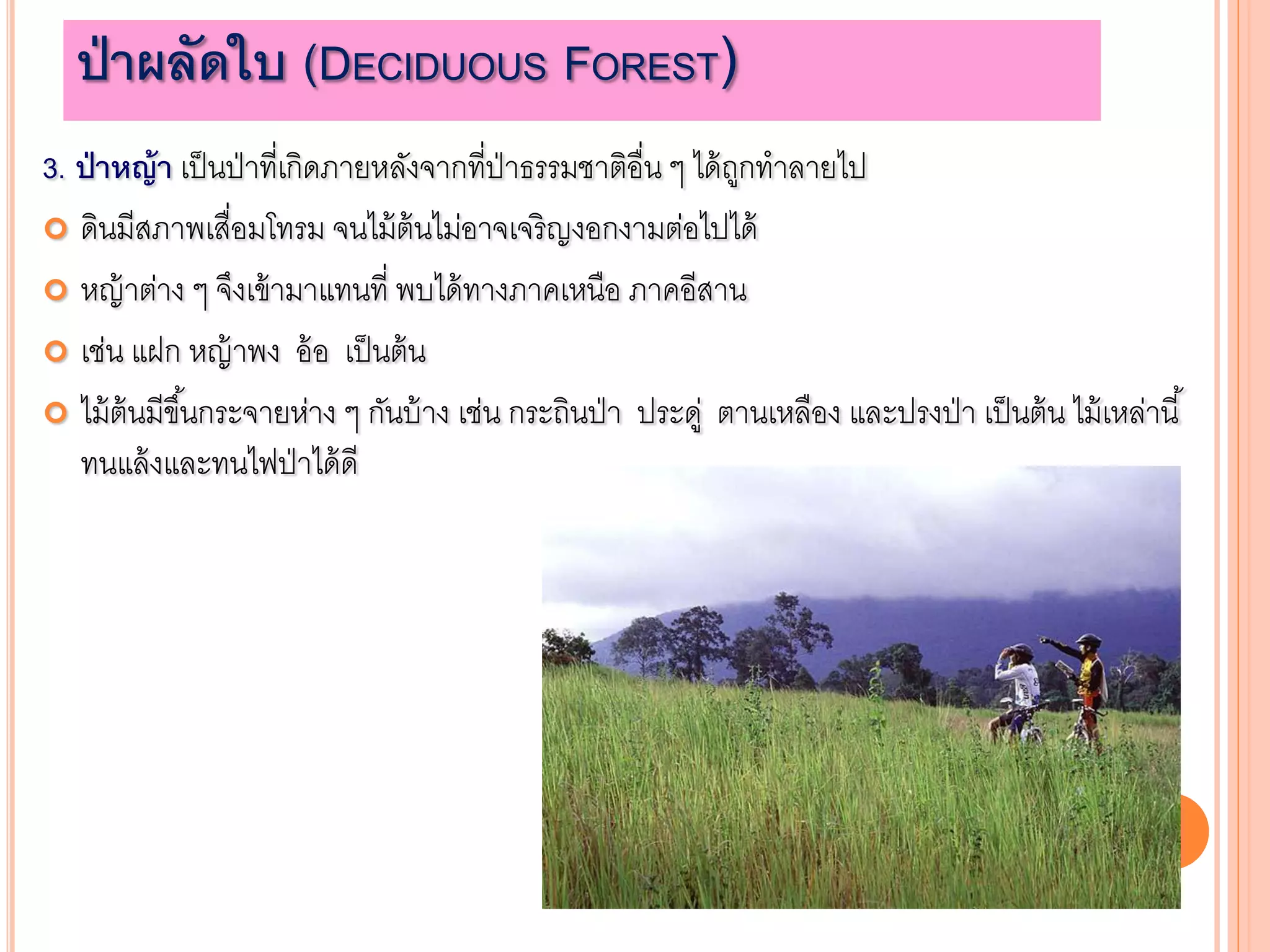 3. ป่าหญ้า เป็นป่าที่เกิดภายหลังจากที่ป่าธรรมชาติอื่น ๆ ได้ถูกทาลายไป
 ดินมีสภาพเสื่อมโทรม จนไม้ต้นไม่อาจเจริญงอกงามต่อไปได้
 หญ้าต่าง ๆ จึงเข้ามาแทนที่ พบได้ทางภาคเหนือ ภาคอีสาน
 เช่น แฝก หญ้าพง อ้อ เป็นต้น
 ไม้ต้นมีขึ้นกระจายห่าง ๆ กันบ้าง เช่น กระถินป่า ประดู่ ตานเหลือง และปรงป่า เป็นต้น ไม้เหล่านี้
ทนแล้งและทนไฟป่าได้ดี
ป่าผลัดใบ (DECIDUOUS FOREST)
 
