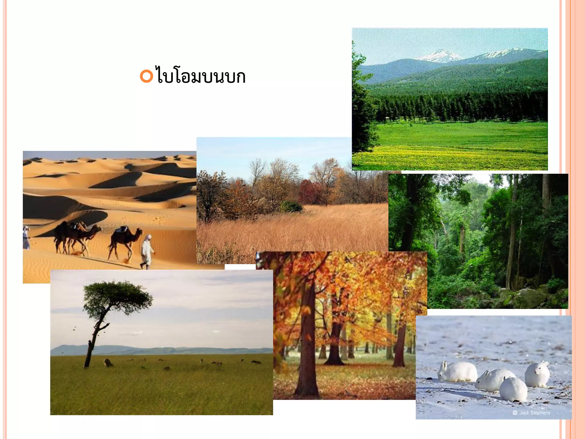 ไบโอมบนบก
 