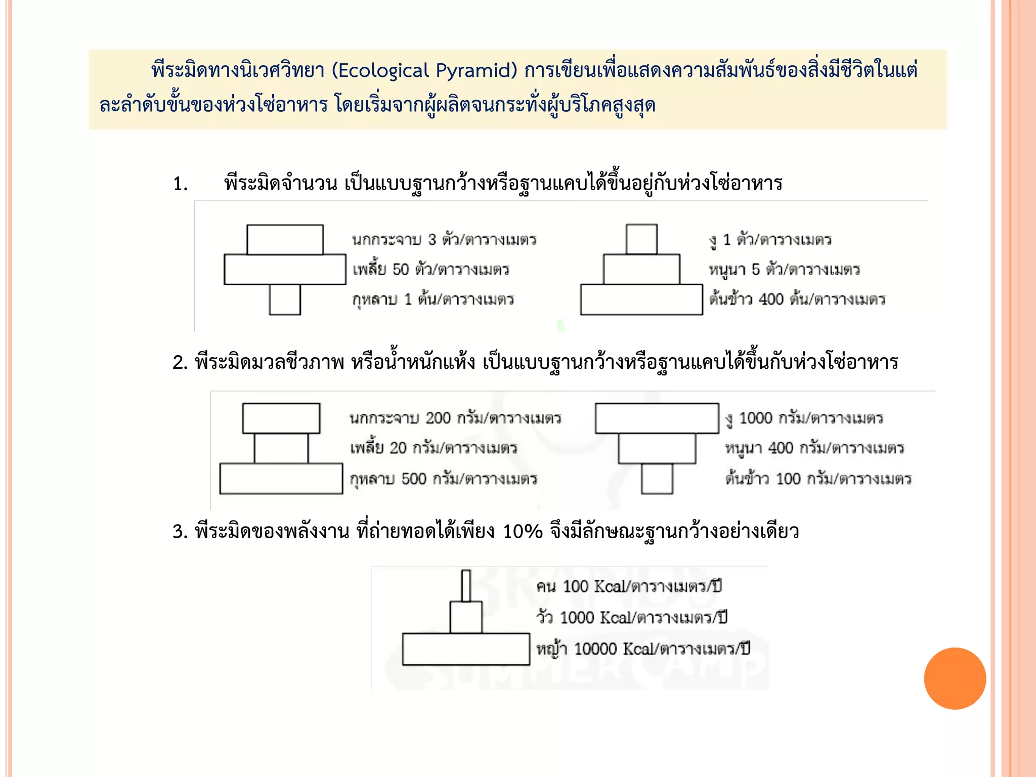 1. พีระมิดจ้านวน เป็นแบบฐานกว้างหรือฐานแคบได้ขึนอยู่กับห่วงโซ่อาหาร
2. พีระมิดมวลชีวภาพ หรือน้าหนักแห้ง เป็นแบบฐานกว้างหรือฐานแคบได้ขึนกับห่วงโซ่อาหาร
3. พีระมิดของพลังงาน ที่ถ่ายทอดได้เพียง 10% จึงมีลักษณะฐานกว้างอย่างเดียว
พีระมิดทางนิเวศวิทยา (Ecological Pyramid) การเขียนเพื่อแสดงความสัมพันธ์ของสิ่งมีชีวิตในแต่
ละล้าดับขันของห่วงโซ่อาหาร โดยเริ่มจากผู้ผลิตจนกระทั่งผู้บริโภคสูงสุด
 