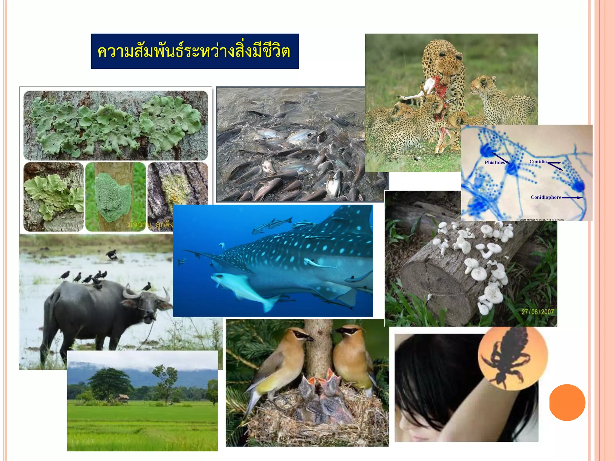 ความสัมพันธ์ระหว่างสิ่งมีชีวิต
 
