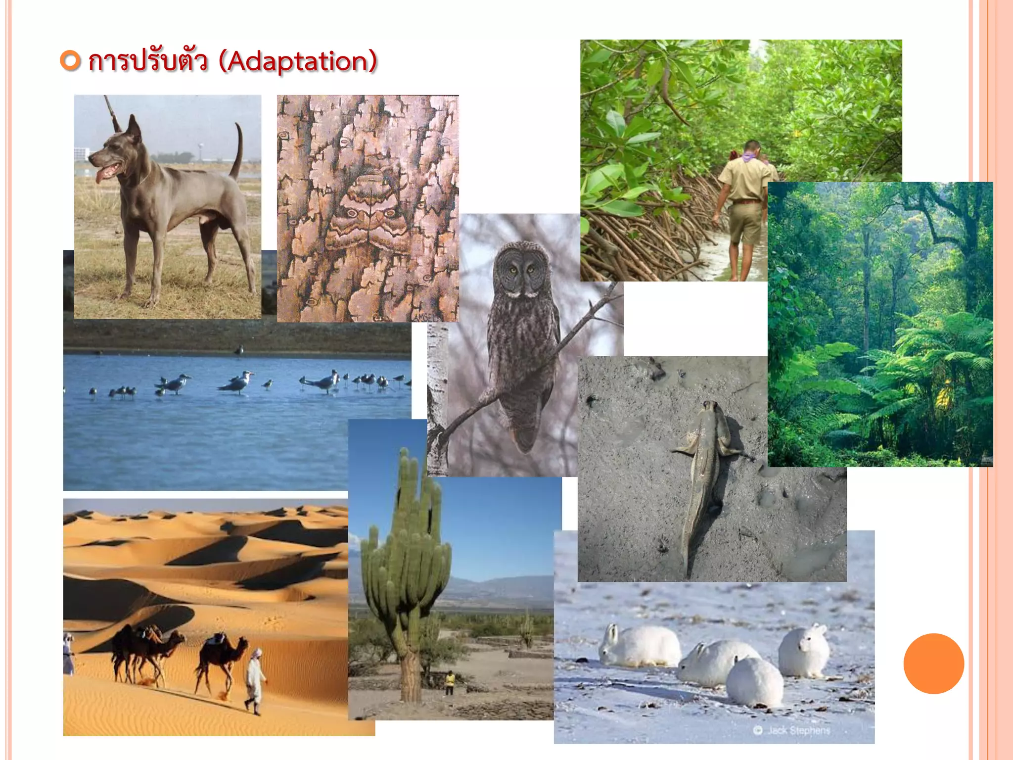  การปรับตัว (Adaptation)
 