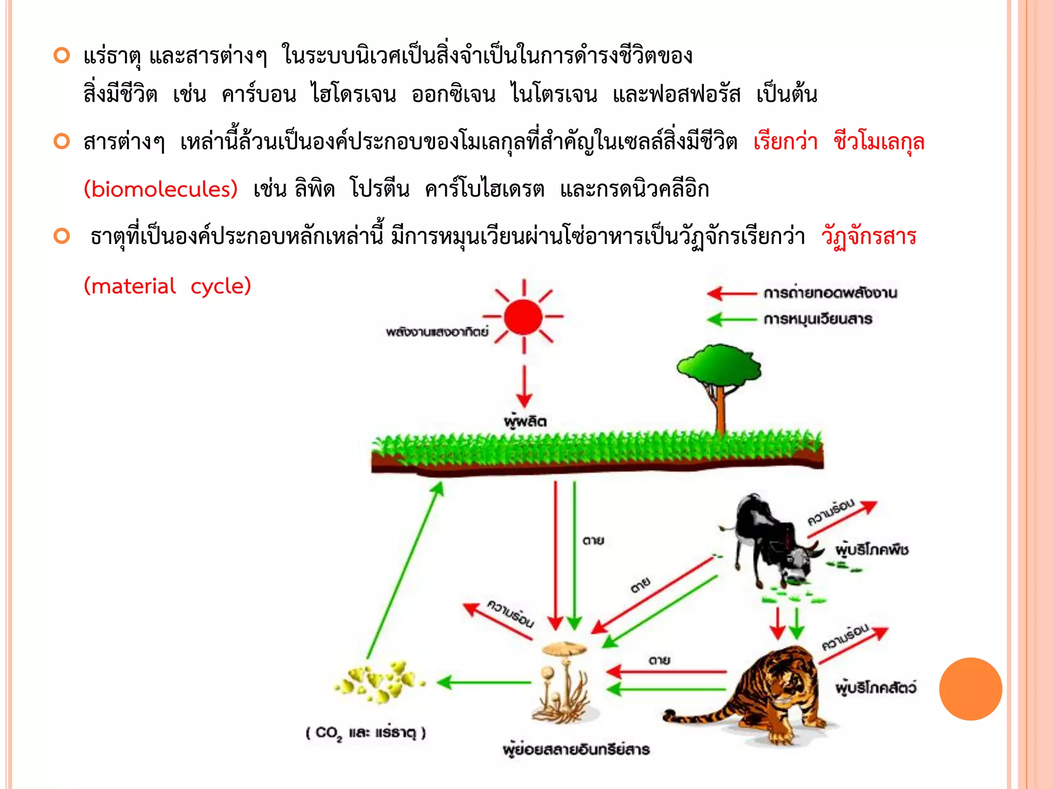  แร่ธาตุ และสารต่างๆ ในระบบนิเวศเป็นสิ่งจ้าเป็นในการด้ารงชีวิตของ
สิ่งมีชีวิต เช่น คาร์บอน ไฮโดรเจน ออกซิเจน ไนโตรเจน และฟอสฟอรัส เป็นต้น
 สารต่างๆ เหล่านีล้วนเป็นองค์ประกอบของโมเลกุลที่ส้าคัญในเซลล์สิ่งมีชีวิต เรียกว่า ชีวโมเลกุล
(biomolecules) เช่น ลิพิด โปรตีน คาร์โบไฮเดรต และกรดนิวคลีอิก
 ธาตุที่เป็นองค์ประกอบหลักเหล่านี มีการหมุนเวียนผ่านโซ่อาหารเป็นวัฏจักรเรียกว่า วัฏจักรสาร
(material cycle)
 