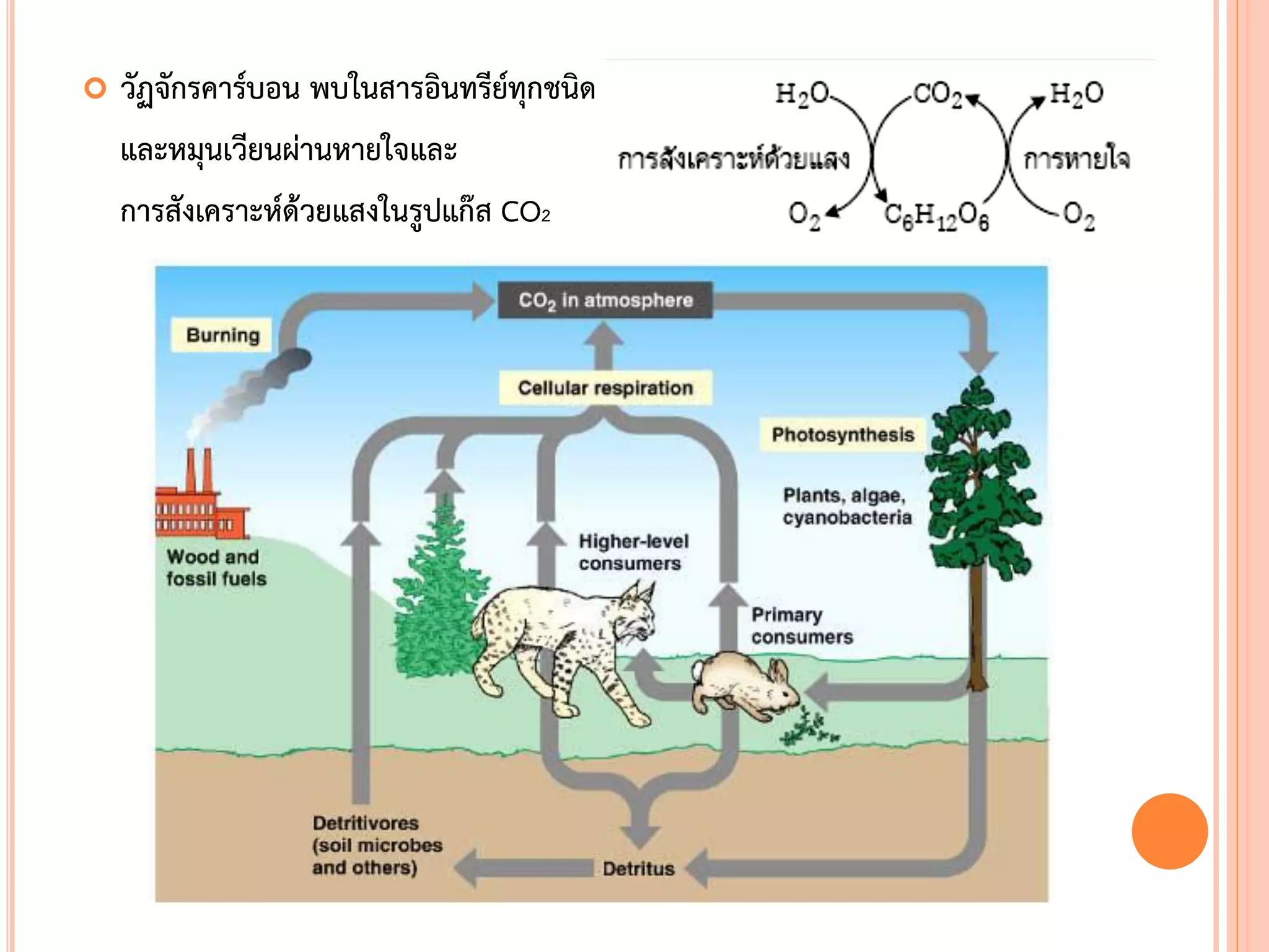  วัฏจักรคาร์บอน พบในสารอินทรีย์ทุกชนิด
และหมุนเวียนผ่านหายใจและ
การสังเคราะห์ด้วยแสงในรูปแก๊ส CO2
 
