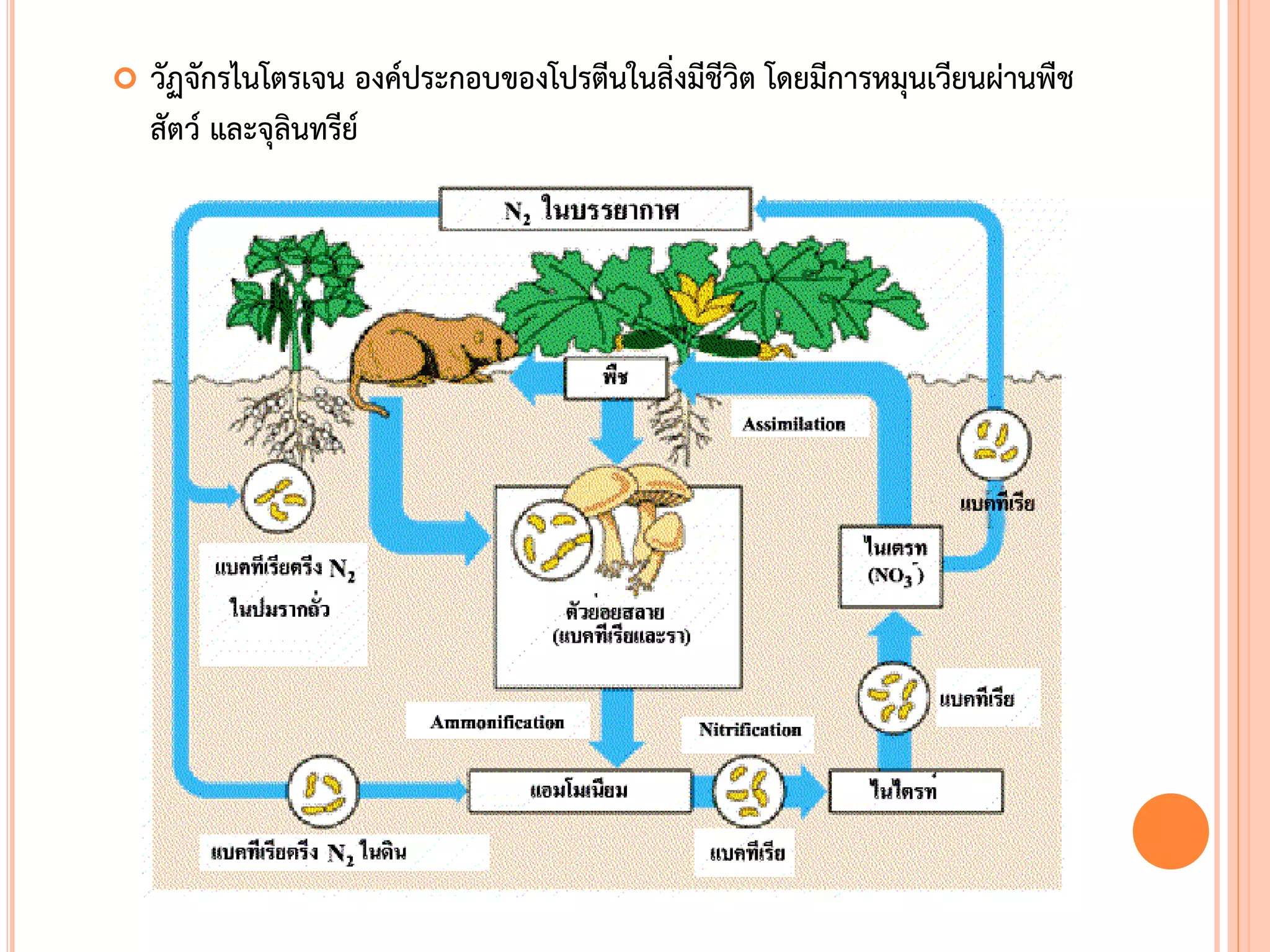  วัฏจักรไนโตรเจน องค์ประกอบของโปรตีนในสิ่งมีชีวิต โดยมีการหมุนเวียนผ่านพืช
สัตว์ และจุลินทรีย์
 