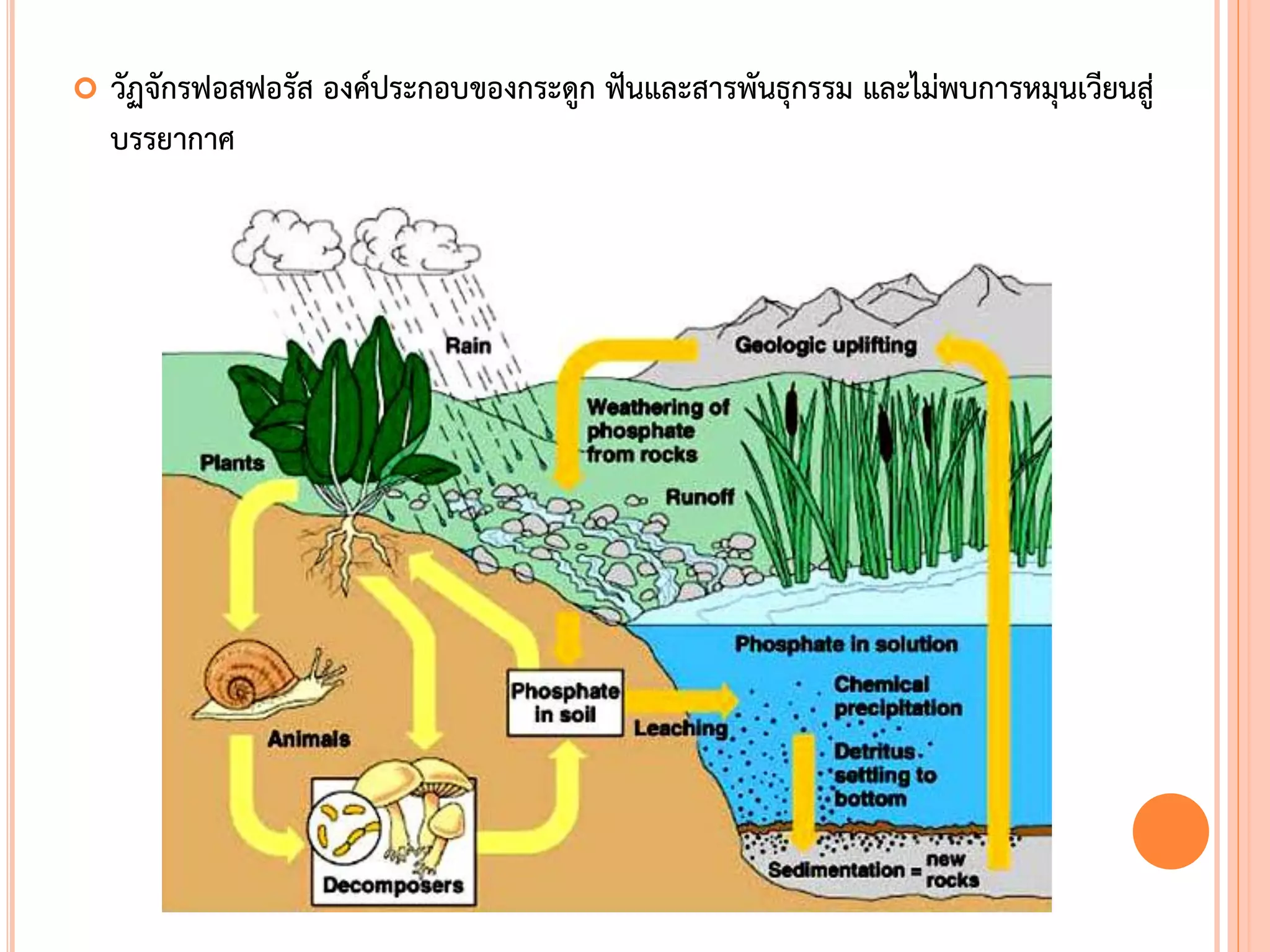  วัฏจักรฟอสฟอรัส องค์ประกอบของกระดูก ฟันและสารพันธุกรรม และไม่พบการหมุนเวียนสู่
บรรยากาศ
 