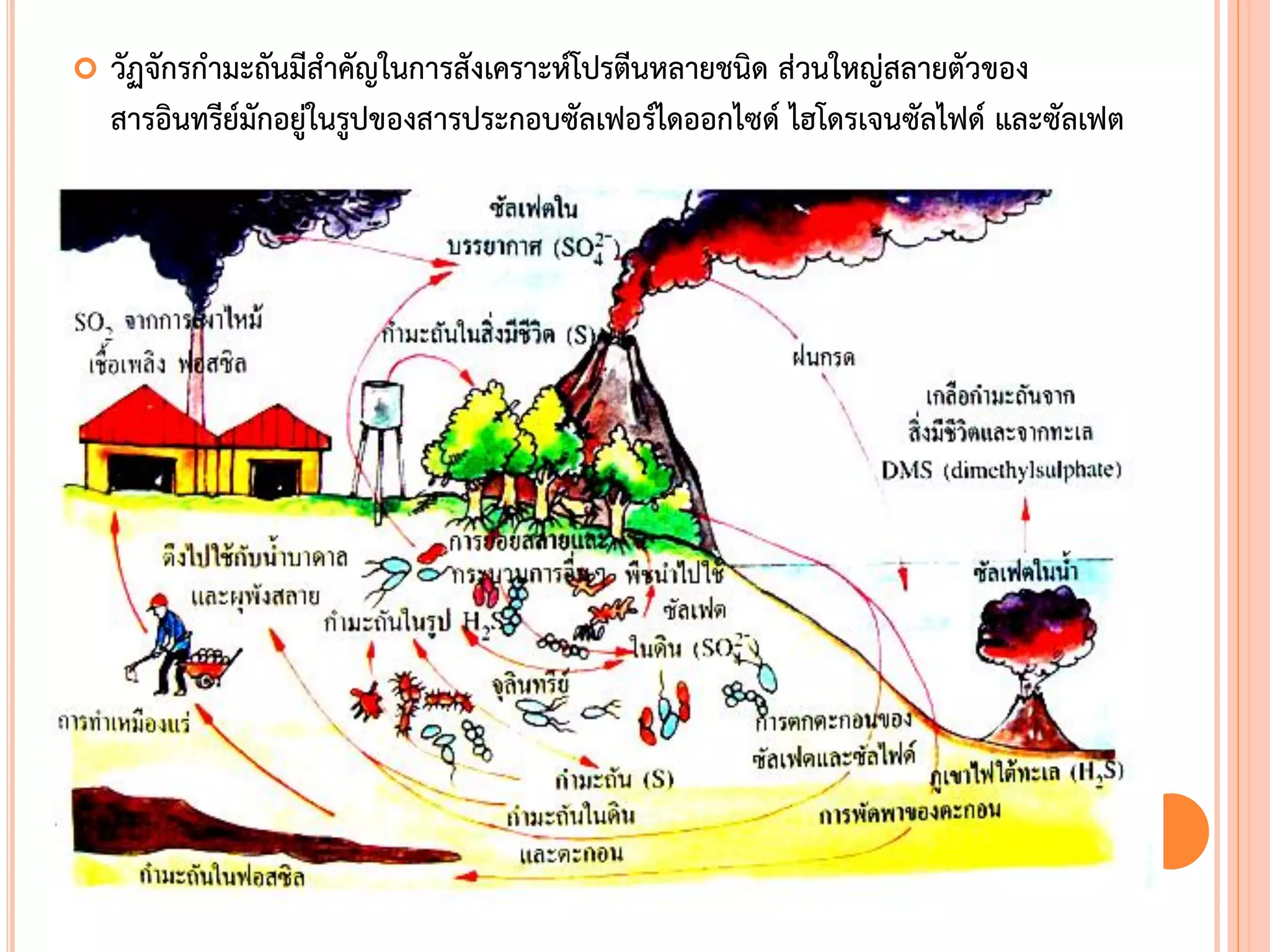  วัฏจักรก้ามะถันมีส้าคัญในการสังเคราะห์โปรตีนหลายชนิด ส่วนใหญ่สลายตัวของ
สารอินทรีย์มักอยู่ในรูปของสารประกอบซัลเฟอร์ไดออกไซด์ ไฮโดรเจนซัลไฟด์ และซัลเฟต
 