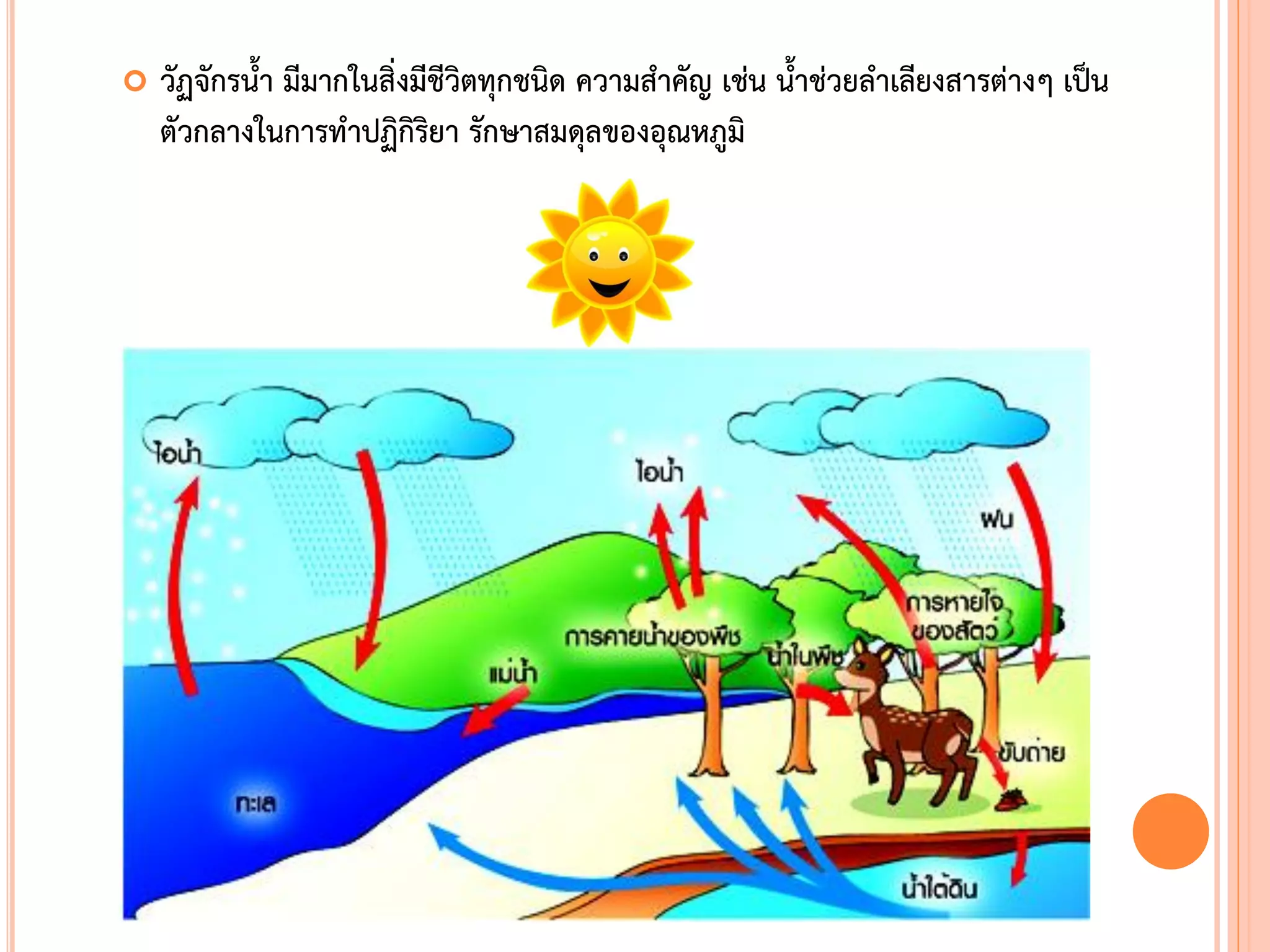  วัฏจักรน้า มีมากในสิ่งมีชีวิตทุกชนิด ความส้าคัญ เช่น น้าช่วยล้าเลียงสารต่างๆ เป็น
ตัวกลางในการท้าปฏิกิริยา รักษาสมดุลของอุณหภูมิ
 