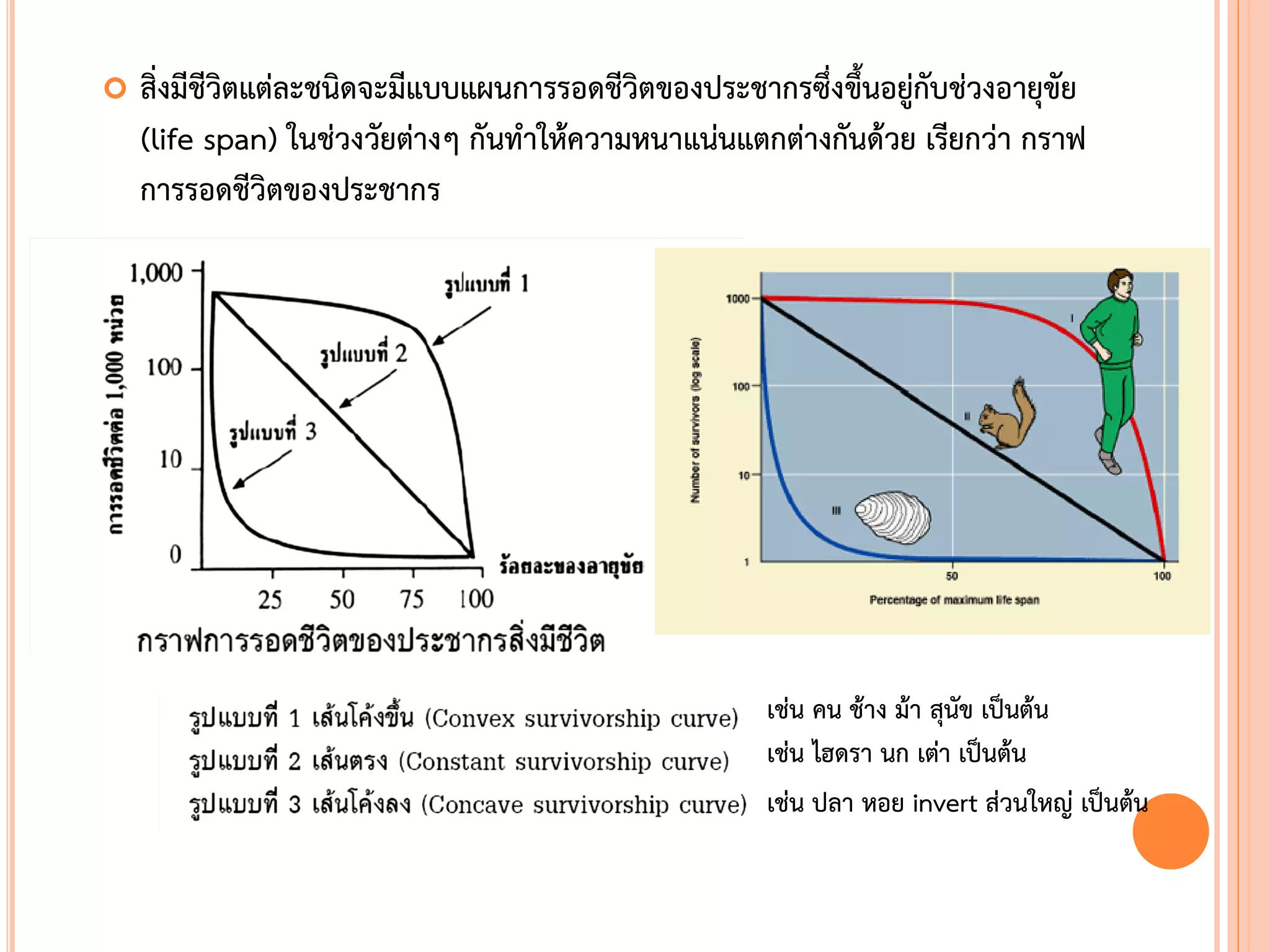  สิ่งมีชีวิตแต่ละชนิดจะมีแบบแผนการรอดชีวิตของประชากรซึ่งขึนอยู่กับช่วงอายุขัย
(life span) ในช่วงวัยต่างๆ กันท้าให้ความหนาแน่นแตกต่างกันด้วย เรียกว่า กราฟ
การรอดชีวิตของประชากร
เช่น คน ช้าง ม้า สุนัข เป็นต้น
เช่น ไฮดรา นก เต่า เป็นต้น
เช่น ปลา หอย invert ส่วนใหญ่ เป็นต้น
 