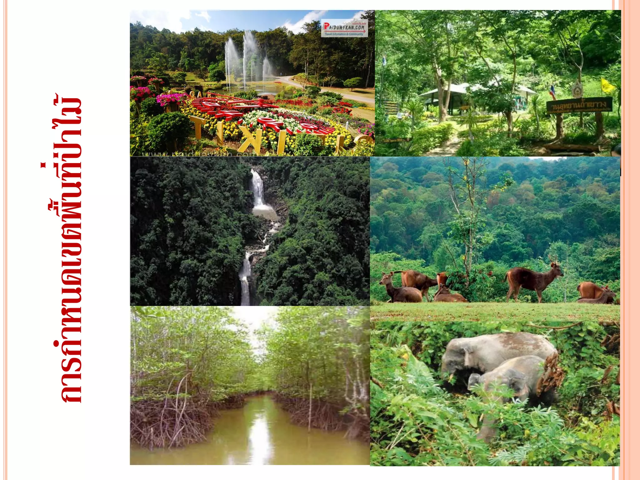 การกาหนดเขตพื้นที่ป่าไม้
 