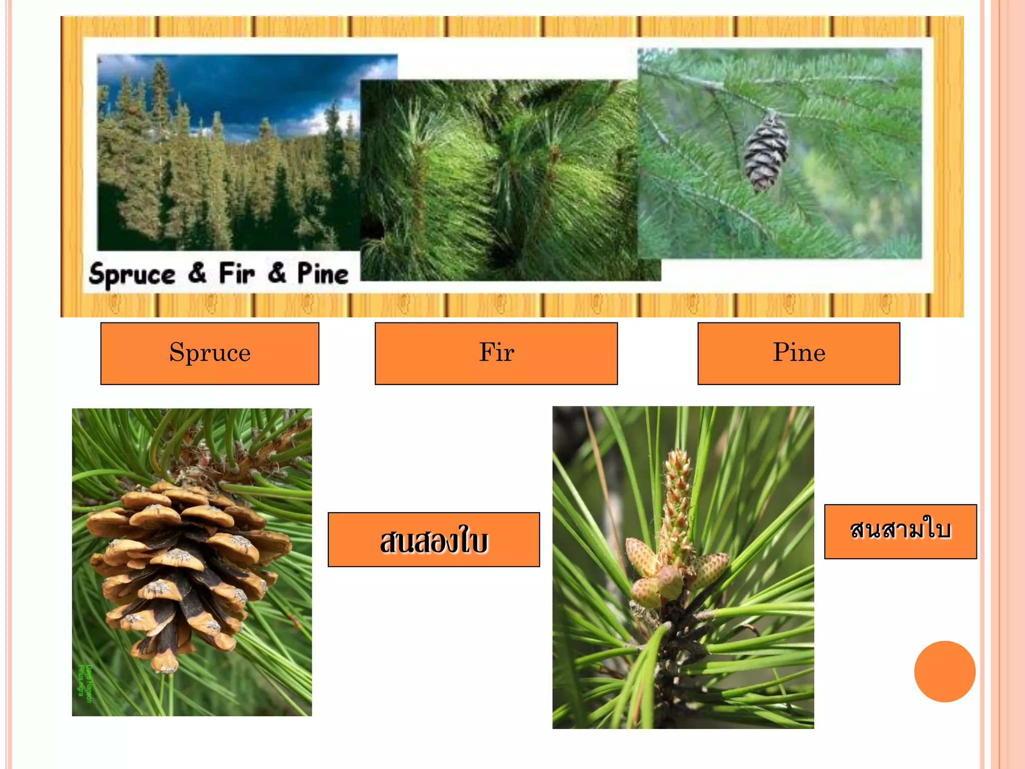 Spruce Fir Pine
สนสองใบ สนสามใบ
 