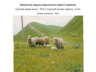 Овцематки породы кыргызского горного мериноса
Средняя живая масса – 59,6 к, Средний настриг шерсти – 6,3кг
Длина штапеля – 9см
Процент выхода мытой шерсти – 58 – 60%
 