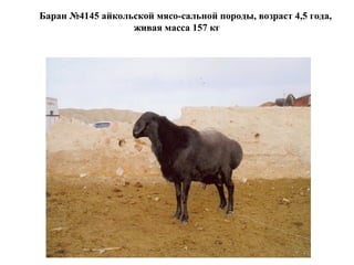 Баран №4145 айкольской мясо-сальной породы, возраст 4,5 года,
живая масса 157 кг
 