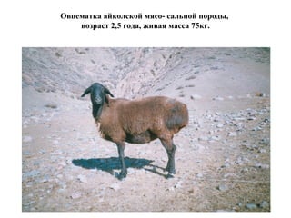 Овцематка айколской мясо- сальной породы,
возраст 2,5 года, живая масса 75кг.
 