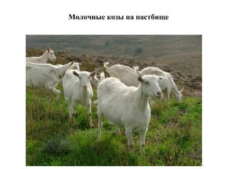 Молочные козы на пастбище
 