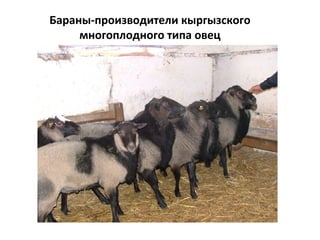 Бараны-производители кыргызского
многоплодного типа овец
 