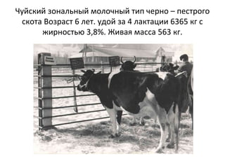 Чуйский зональный молочный тип черно – пестрого
скота Возраст 6 лет. удой за 4 лактации 6365 кг с
жирностью 3,8%. Живая масса 563 кг.
 
